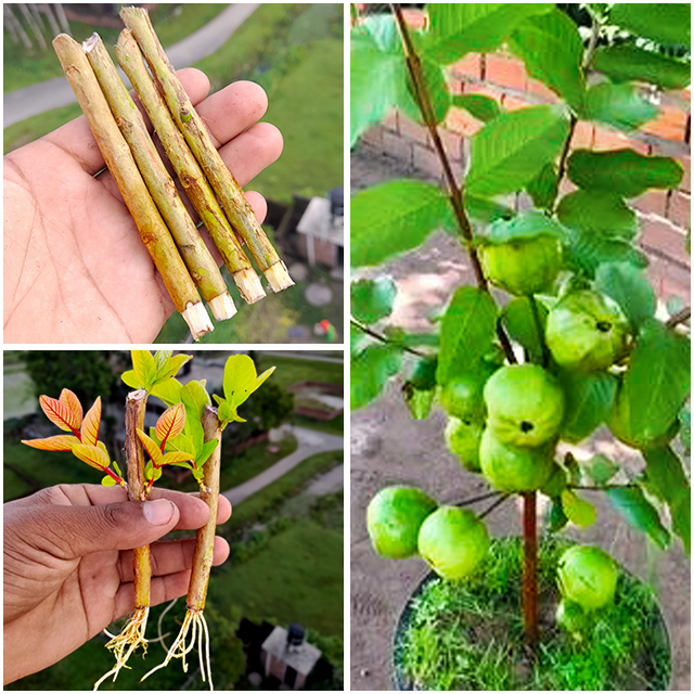 Rana Craft - How to propagate guava tree from cuttings || Easy method ...