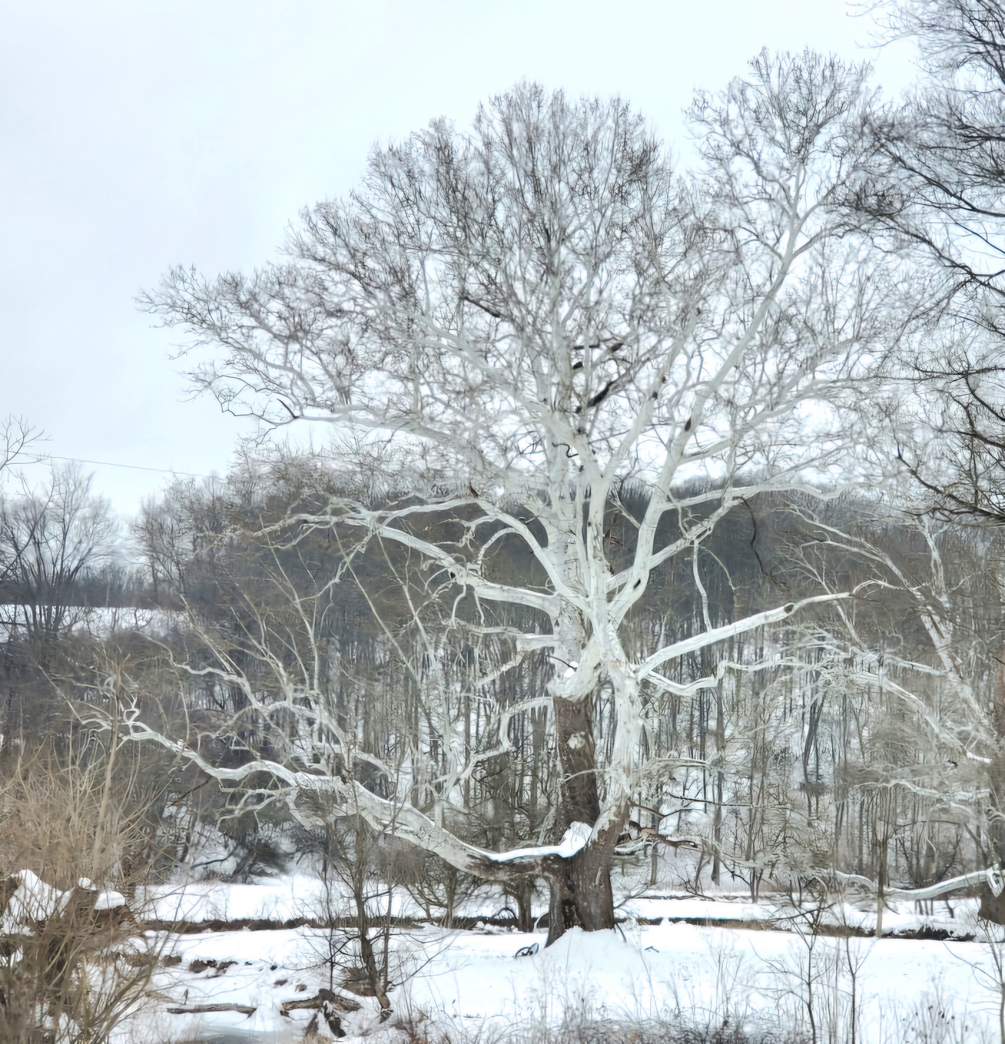 Big Trees Ohio - Big Trees Ohio added a new photo.