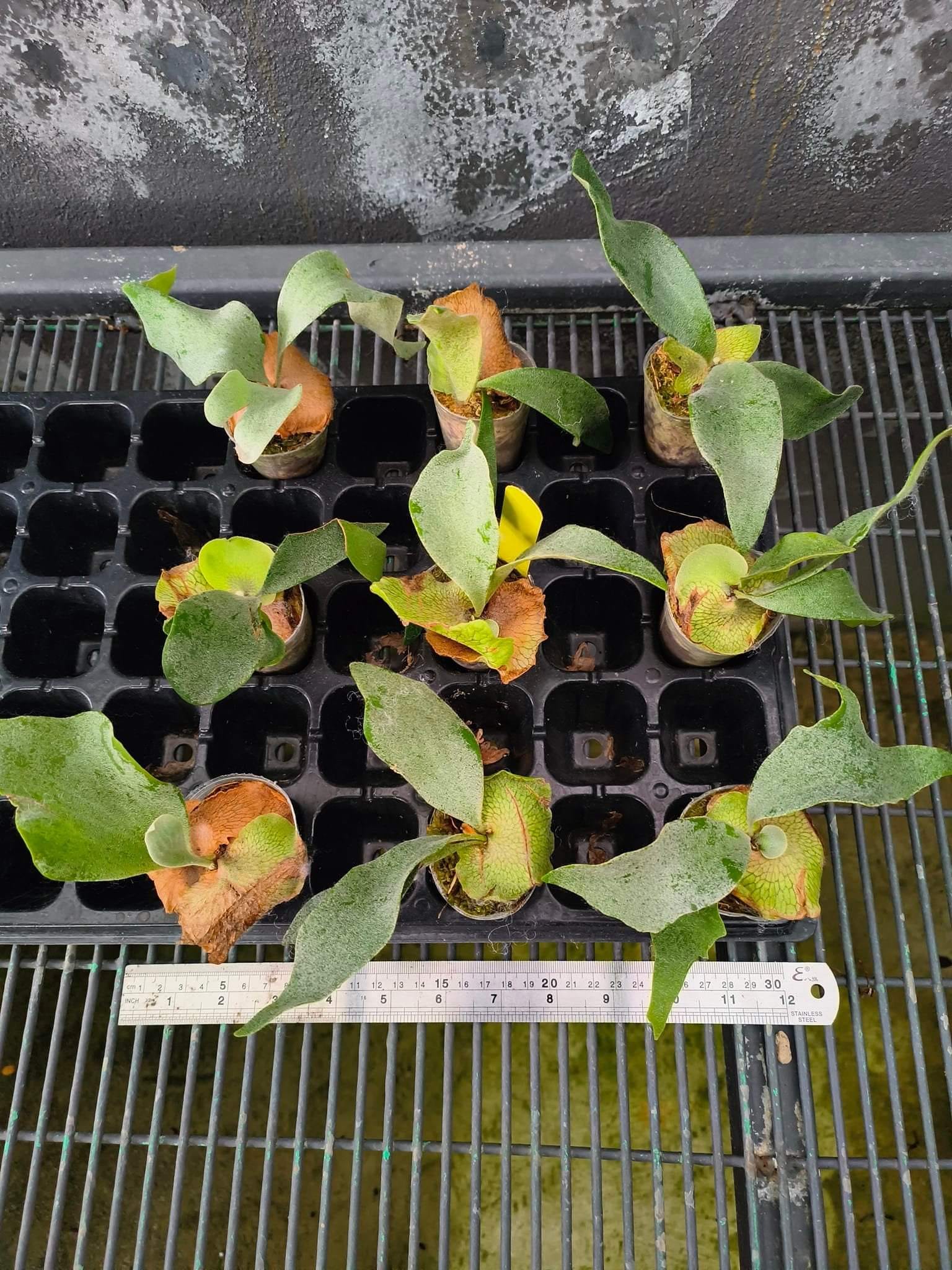 P. Ginka (FSQ spores) #platyceriumginka #cnxexoticfern