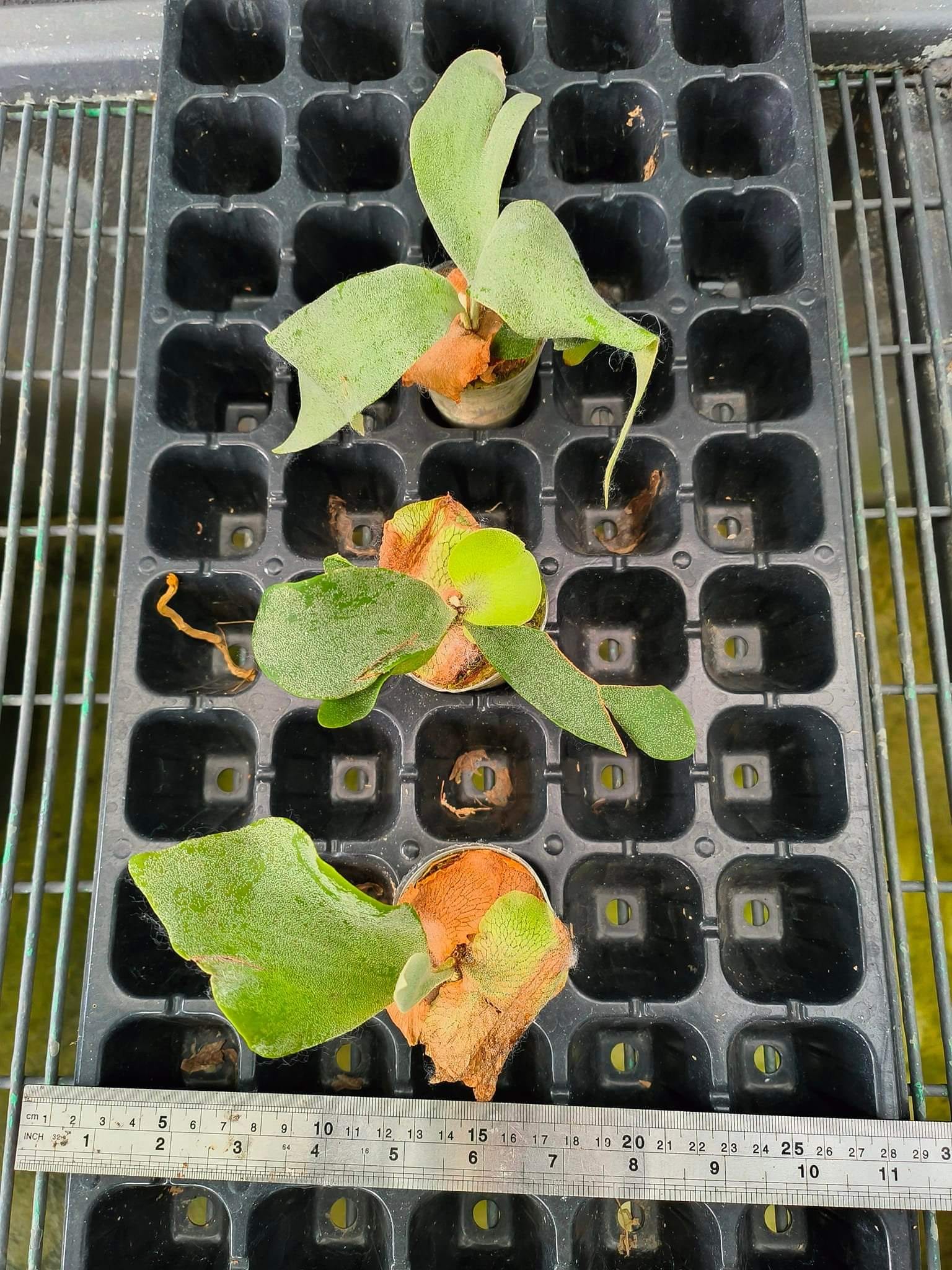 P. Ginka (FSQ spores) #platyceriumginka #cnxexoticfern