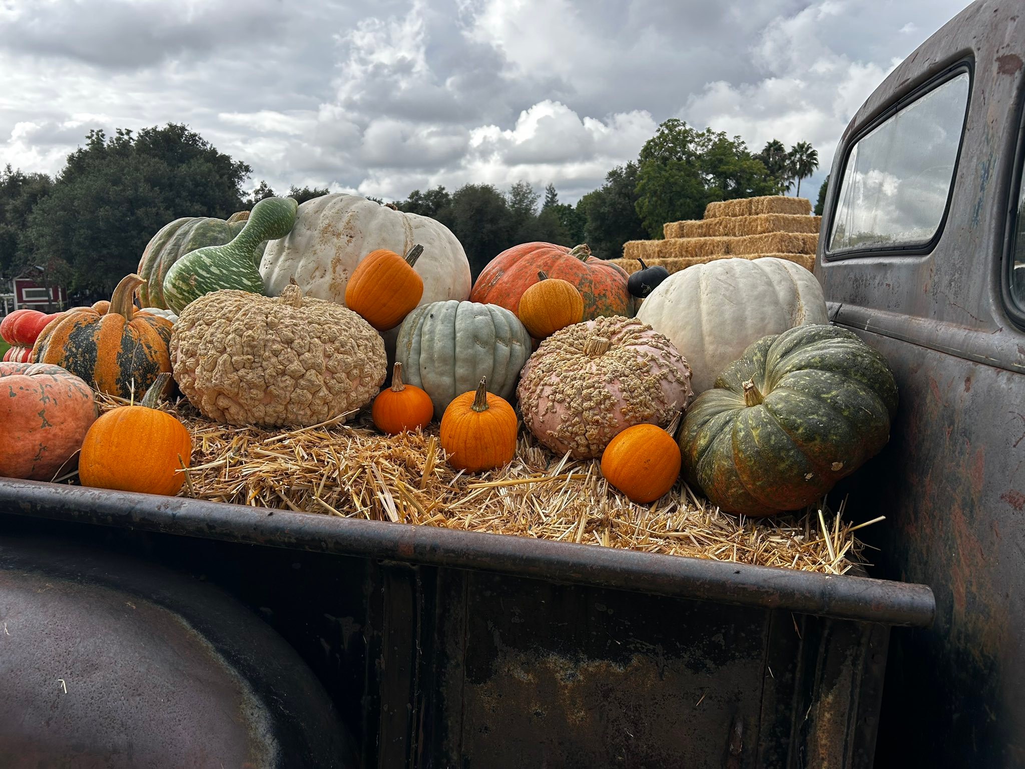 Rickey Ranch Pumpkin Patch | Granite Bay CA