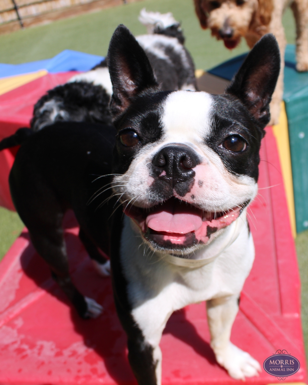 Hip hip, hooray, it’s... - Morris Animal Inn | Facebook