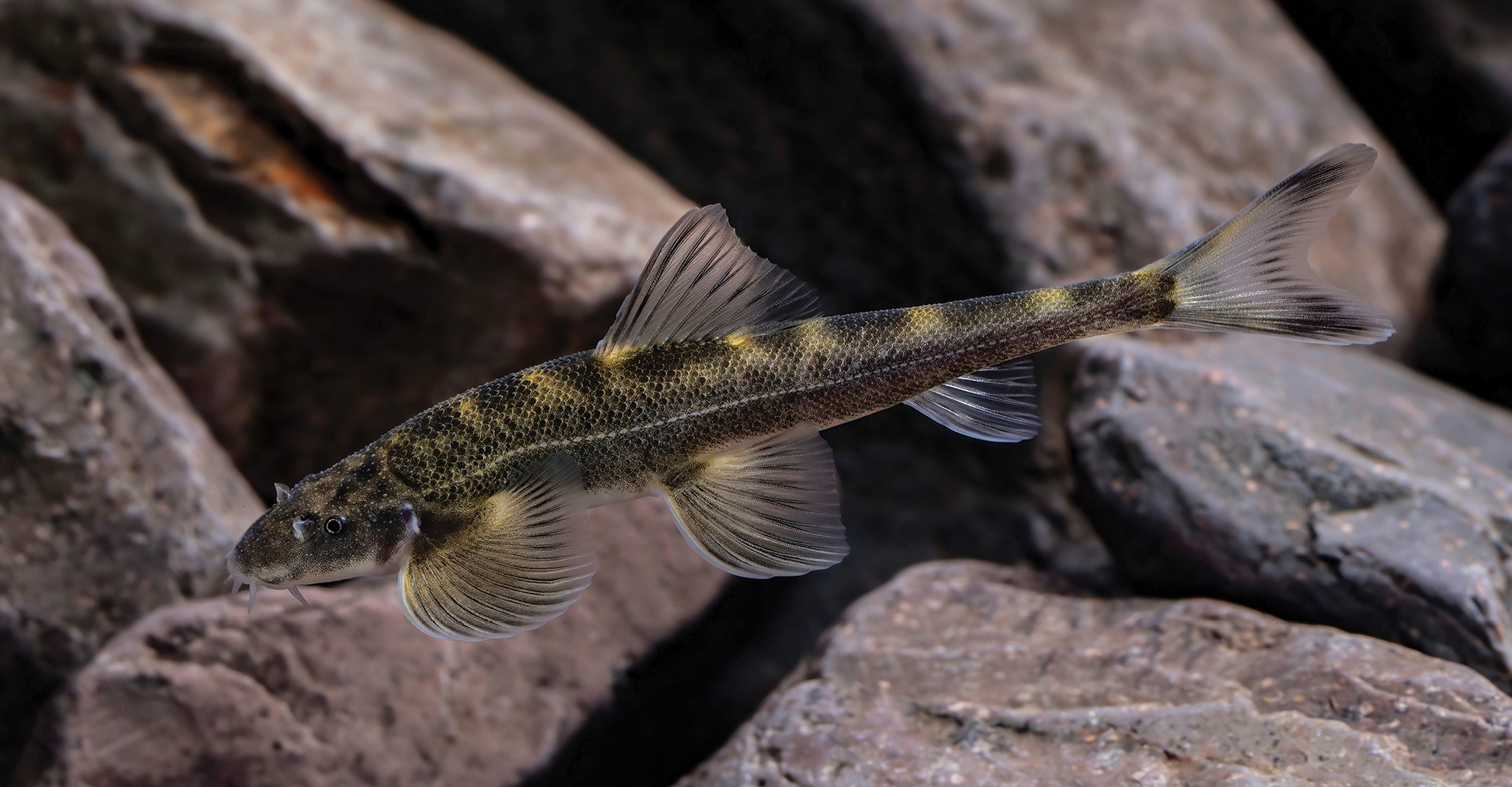 New species of cave-dwelling hillstream loach discovered in China