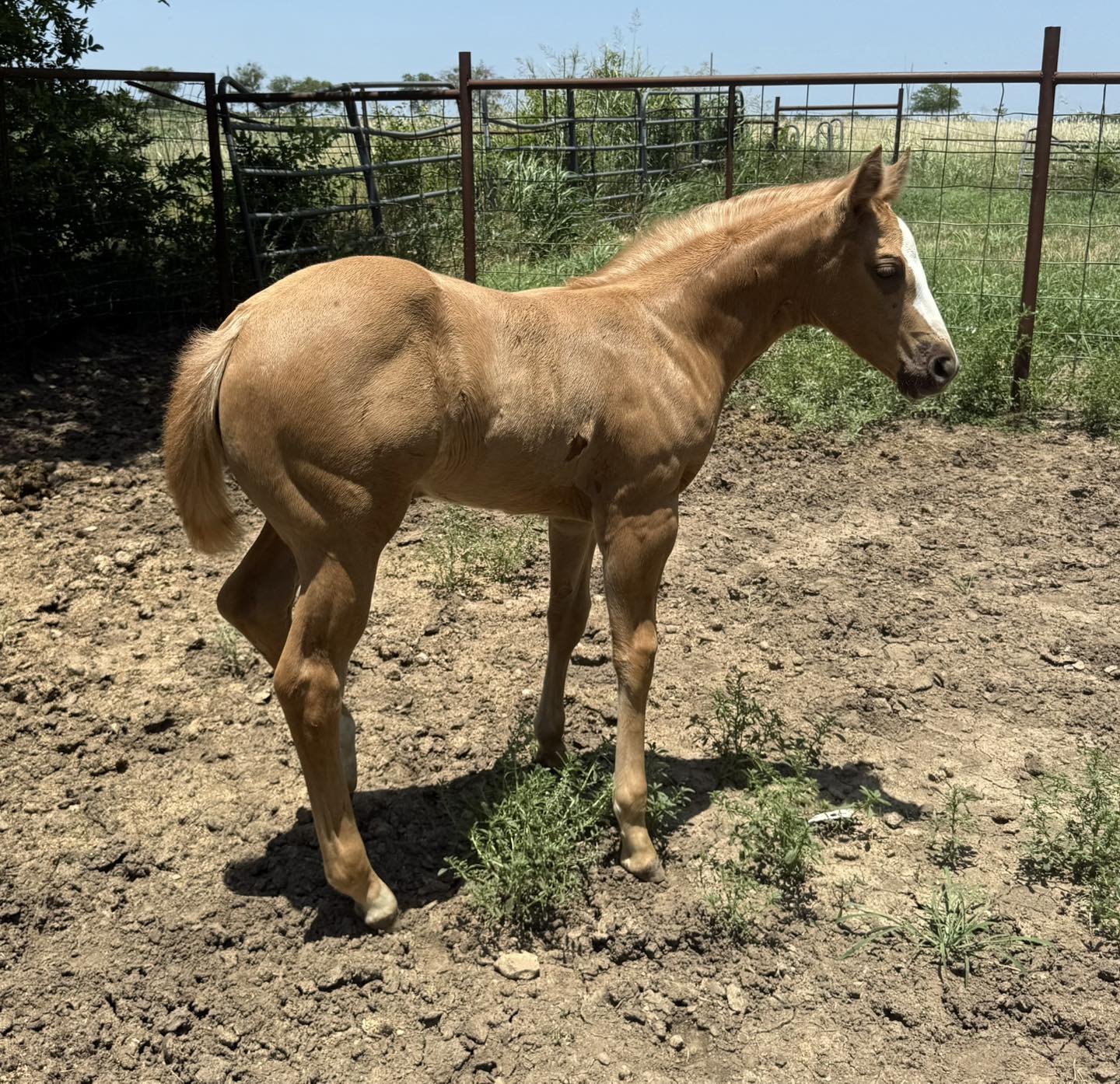 Goodwin Farm & Ranch Supply | Temple TX