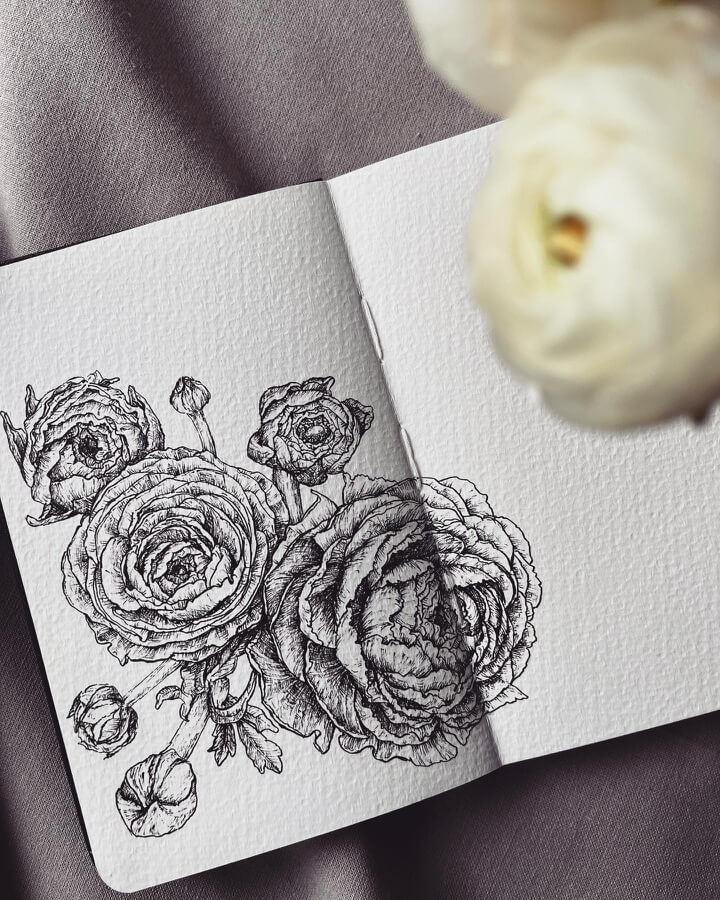 Ranunculus Flower Drawing. Created by A. Hiro. 🍃️🌺️🍃️