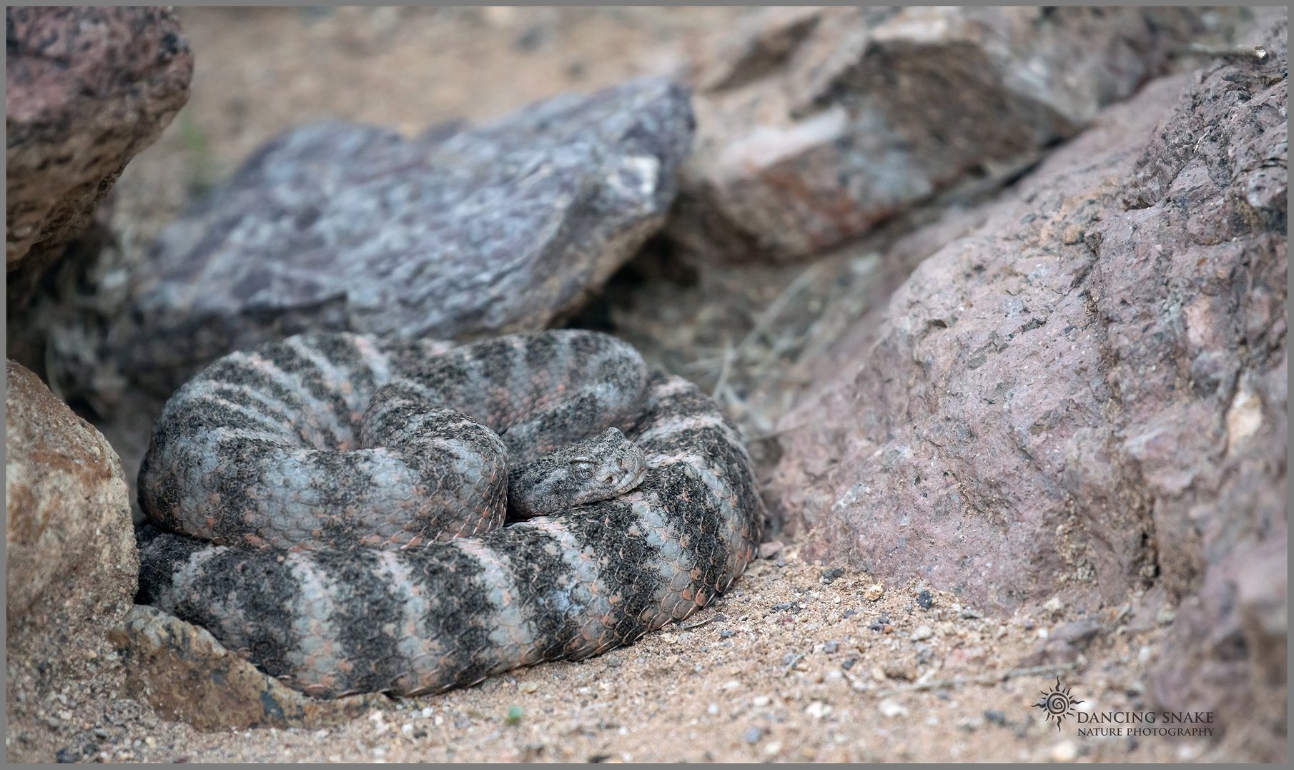 Tiger Rattlesnake -... - Dancing Snake Nature Photography