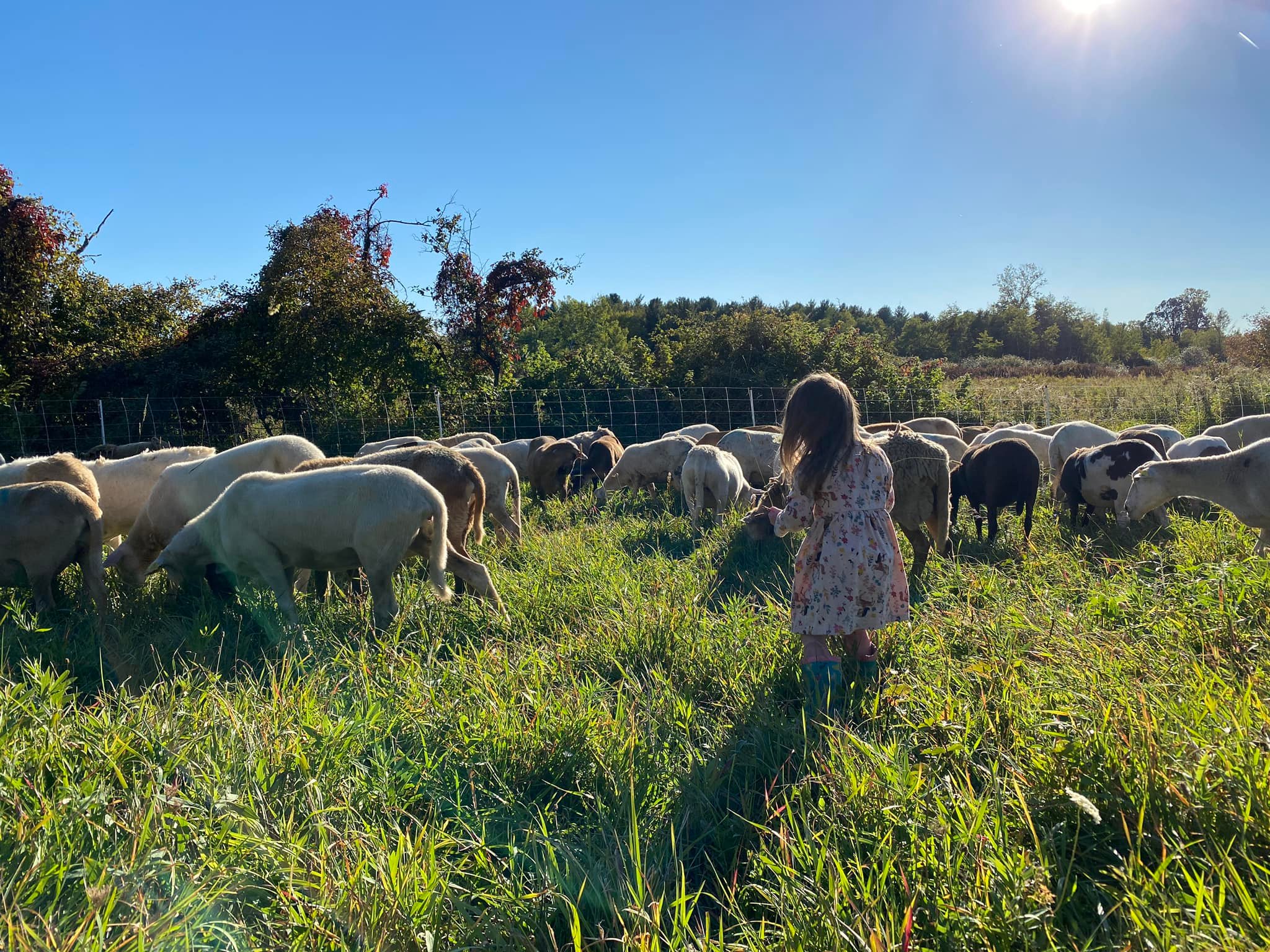 Craig Farms Katahdins