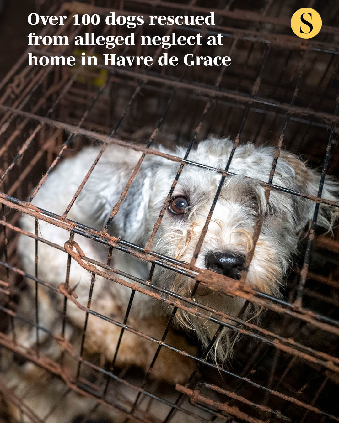 The Humane World for Animals and the... - The Baltimore Sun | Facebook