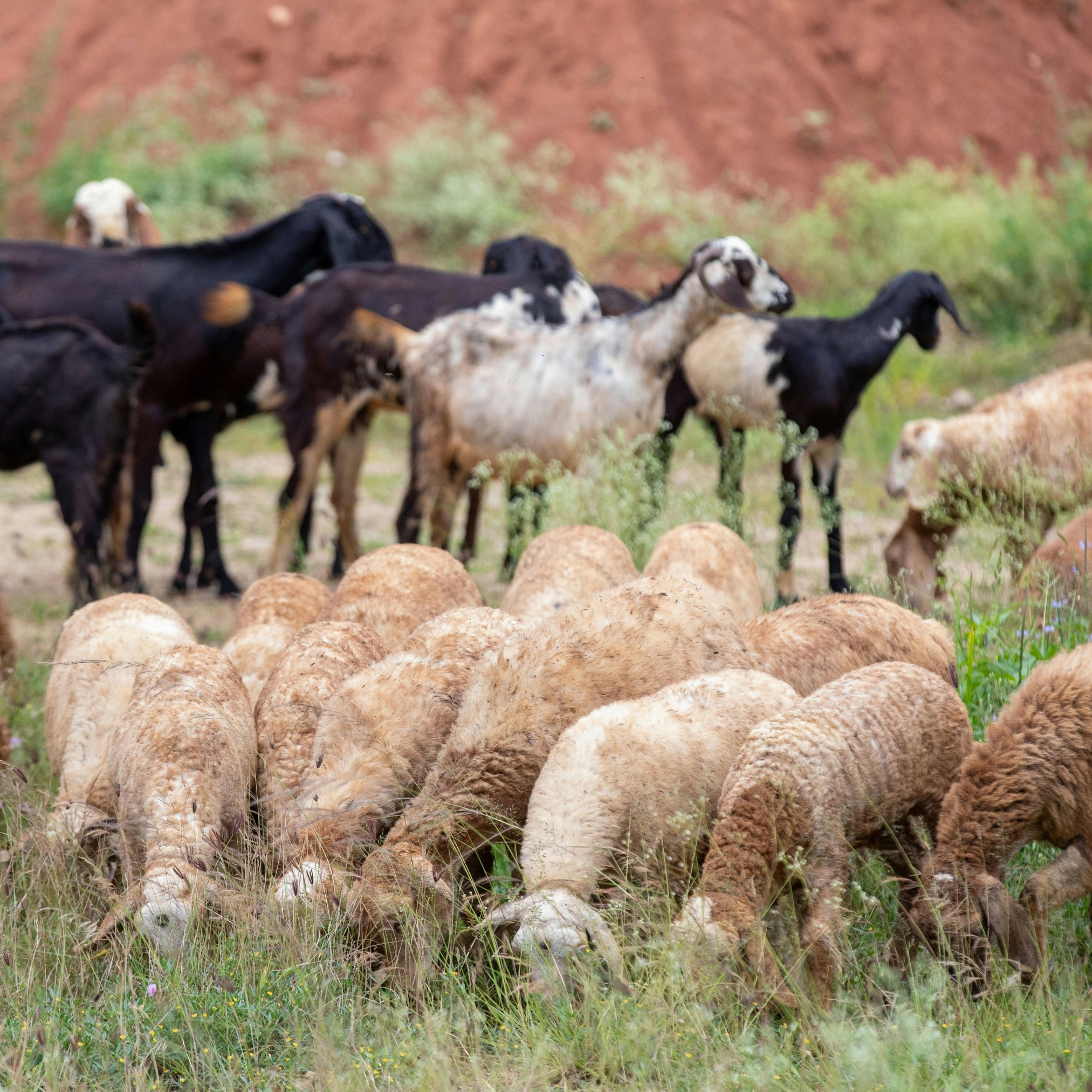 Roots - What happens when sheep, goats, or other livestock move into ...