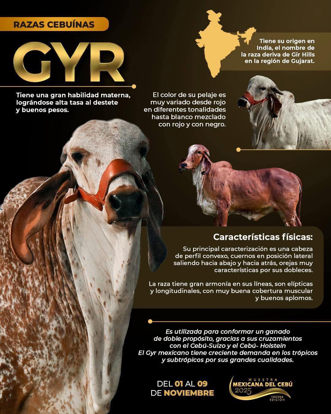 Revista - La Raza Gyr ha demostrado por qué es una de las razas ...