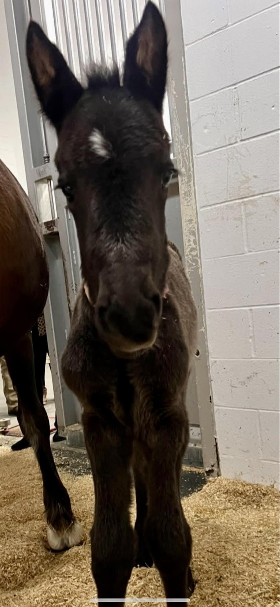 Rocking R Ranch and... - Rocking R Ranch and Rescue, Inc.