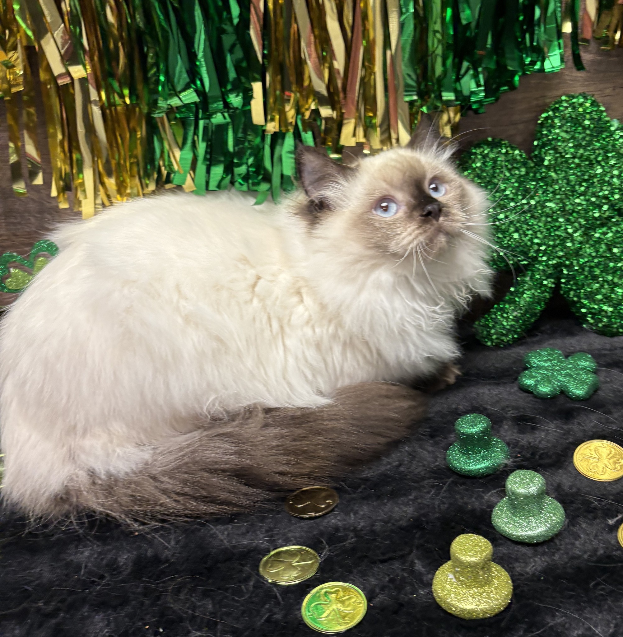 Rustic Ragdolls