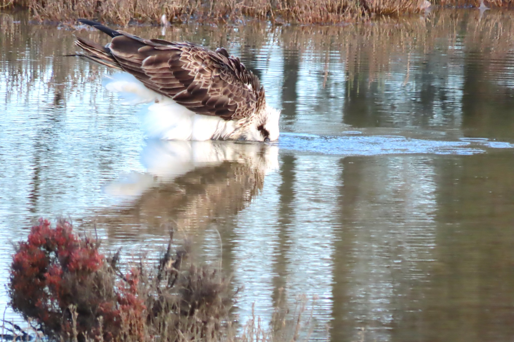 Melville Bird Sanctuary