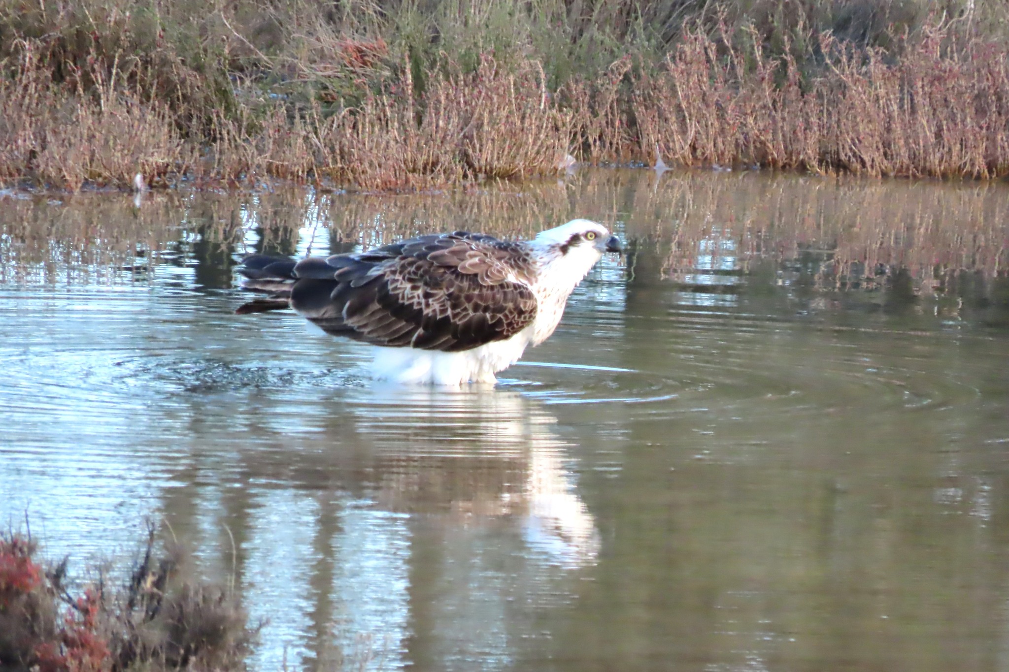Melville Bird Sanctuary
