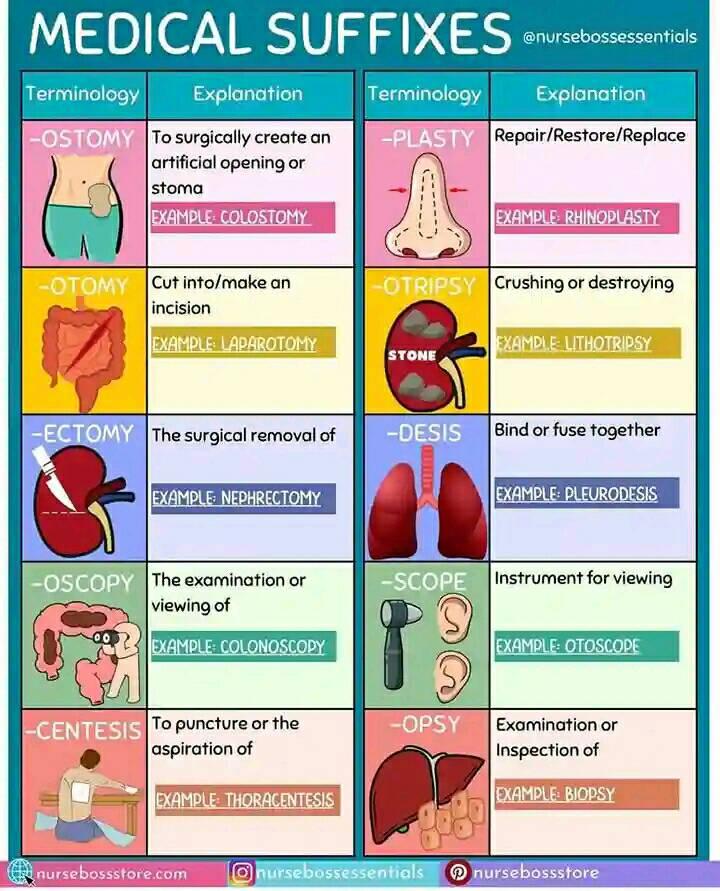 HUMAN ANATOMY | The powerhouse of the cell is: | Facebook