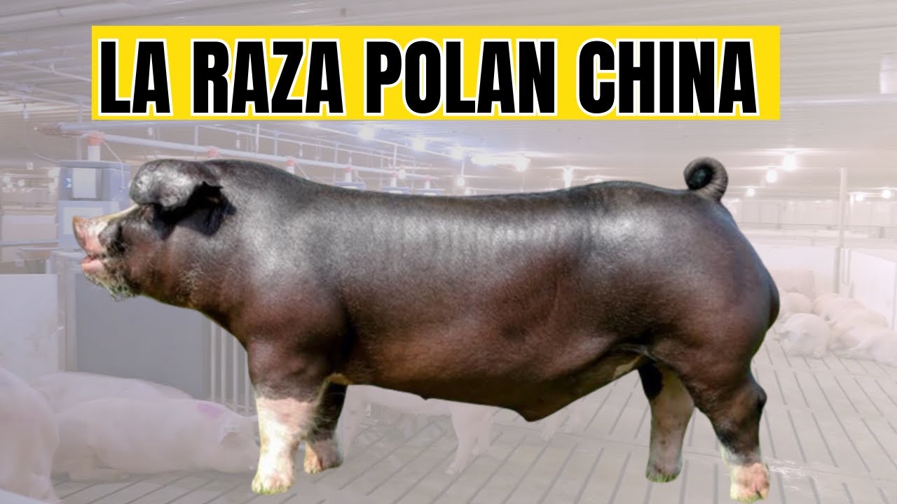 La raza porcina Poland China,... - Vet-puerto lucas | Facebook