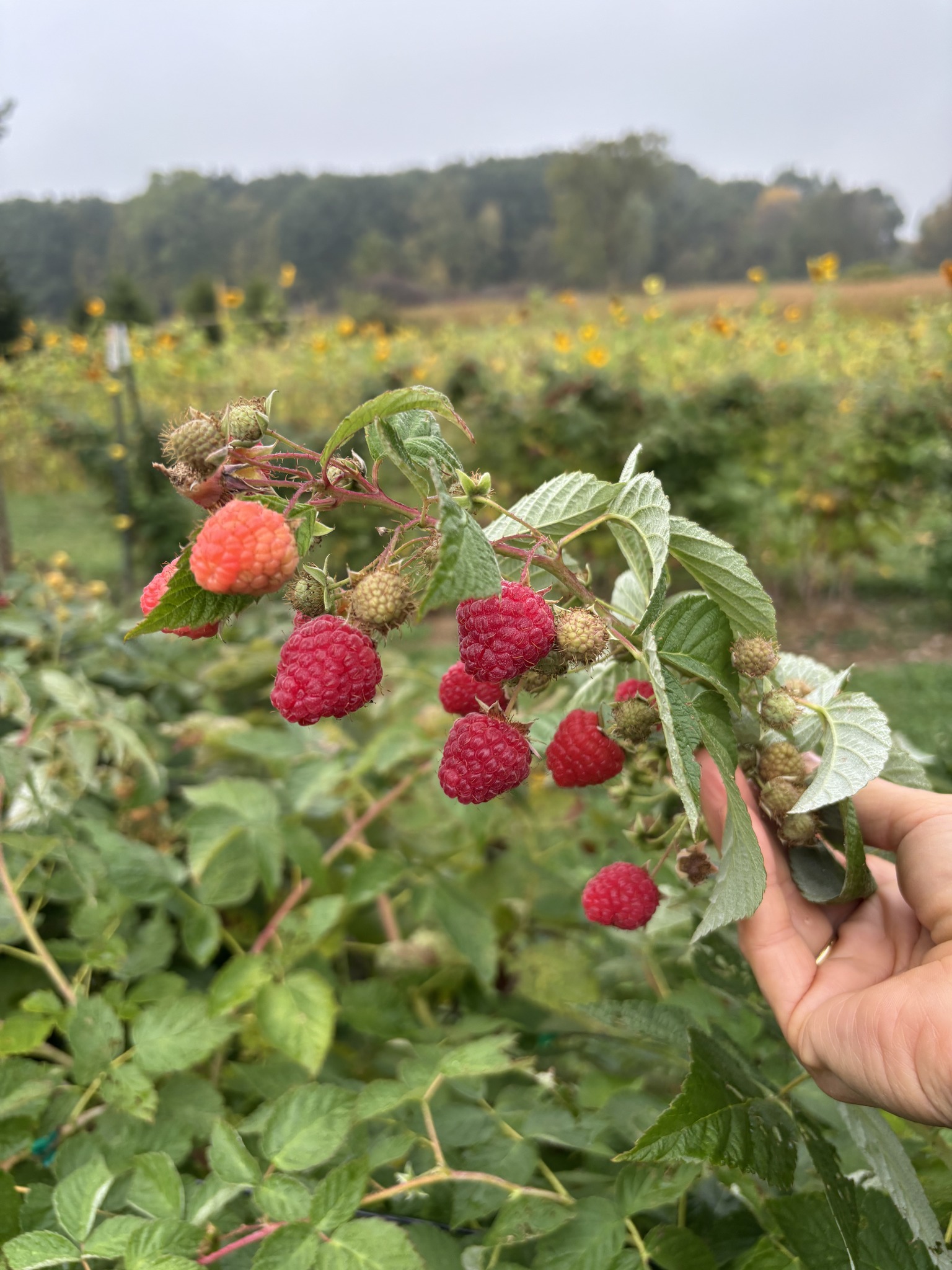 Schafer Raspberries | Williamston MI