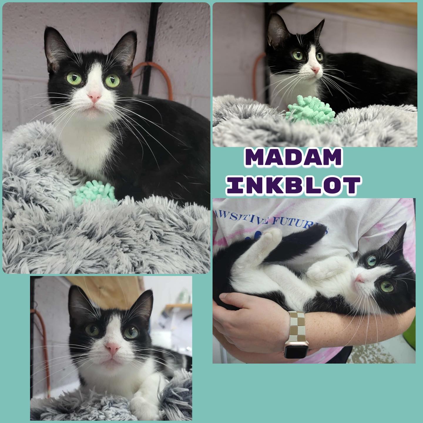 Meet Madam... - Friends of Montcalm County Animal Control | Facebook