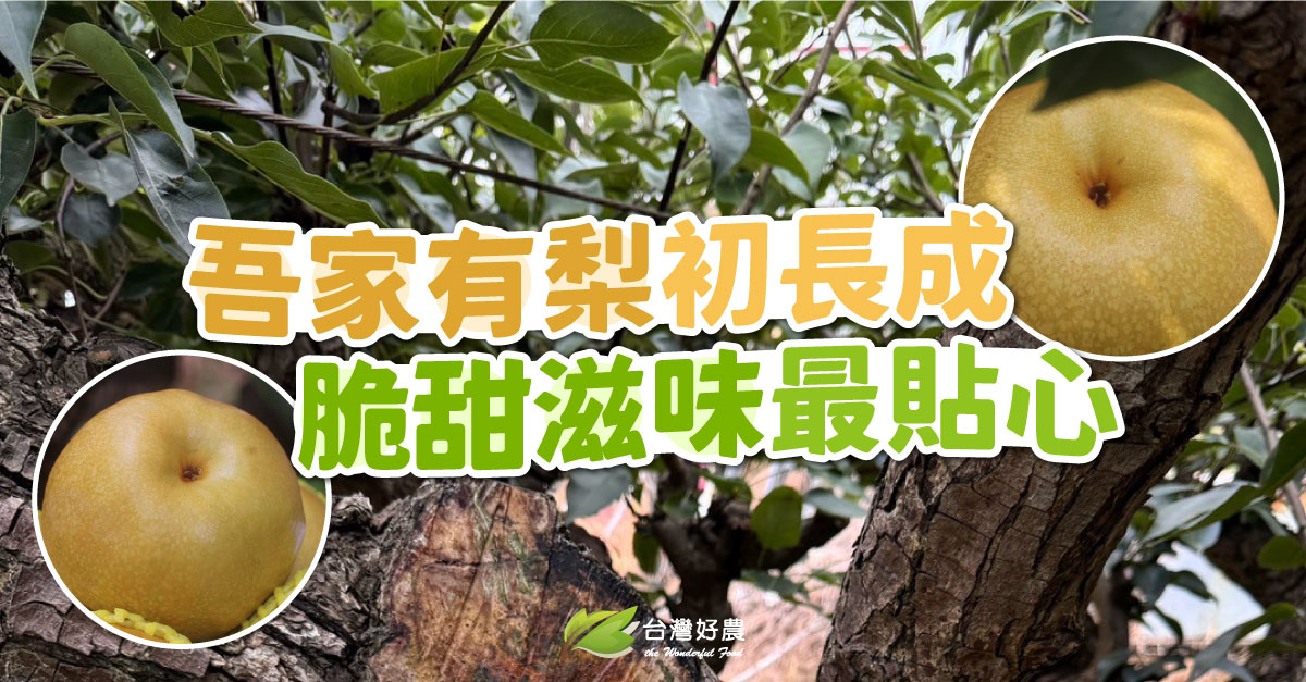 台灣好農The - 吾家好梨深得您心💛 📢甘露梨禮盒甜蜜價1027起💛 https://wdfood.cc/84q6t2 來自台中后里純淨水源 ...