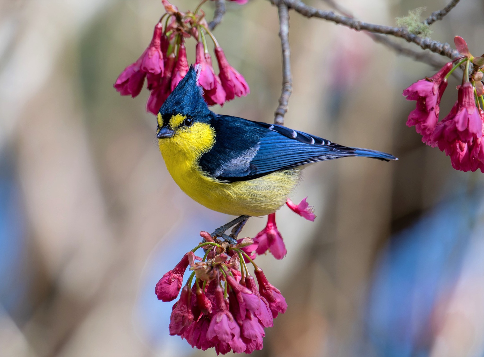 Taiwan Yellow Tit (Machlolophus holsti)