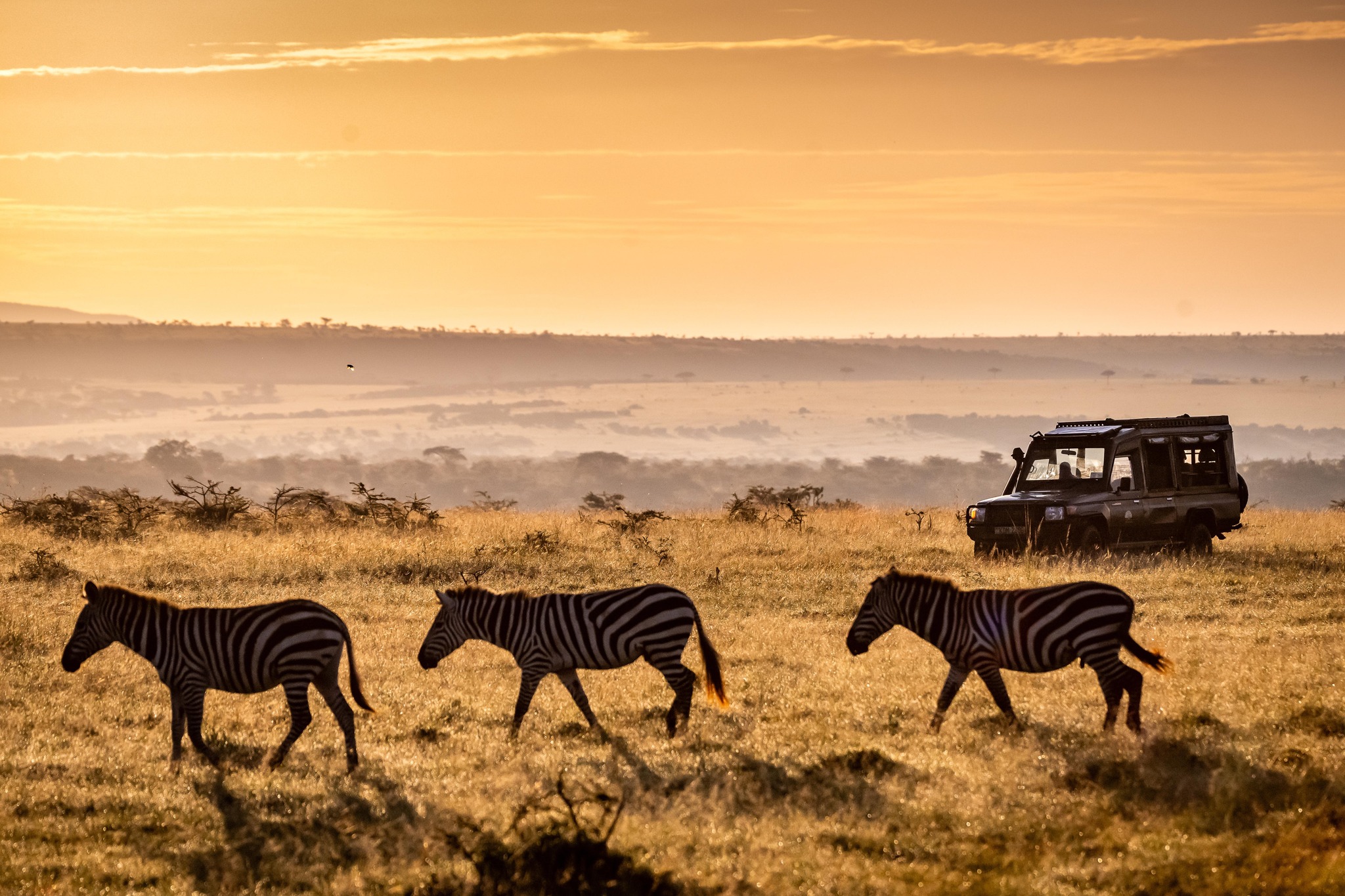 ENKOPIRO - SAFARIS AND EXPERIENCES Going on a safari game drive is ...