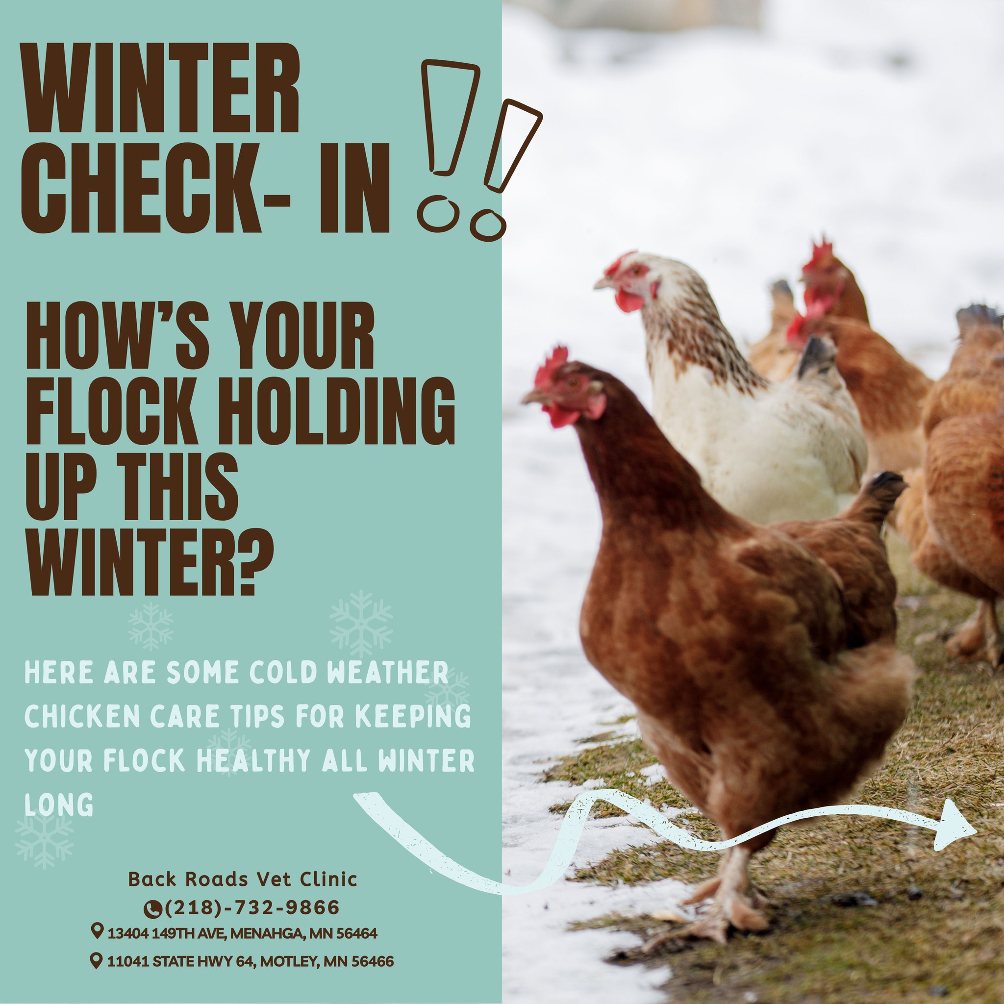 🐔 ️Winter Chicken Care Tips ️🐔... - Back Roads Vet Clinic | Facebook