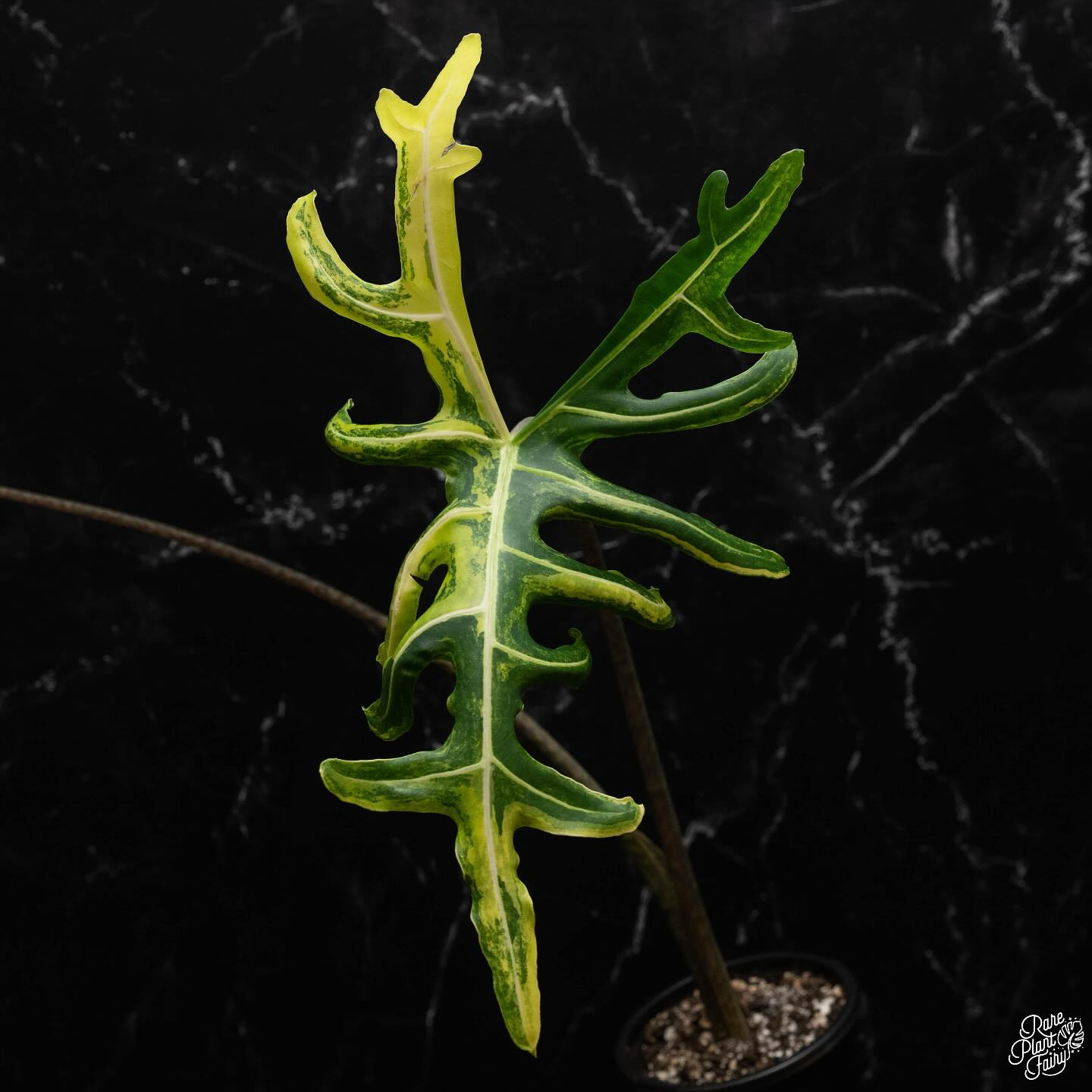 Looking to add a mother plant to your collection? This portei is