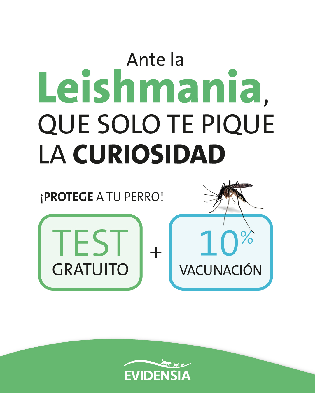 Test Leishmaniosi Rapid Test For Detection Of Leishmaniosis In - 7