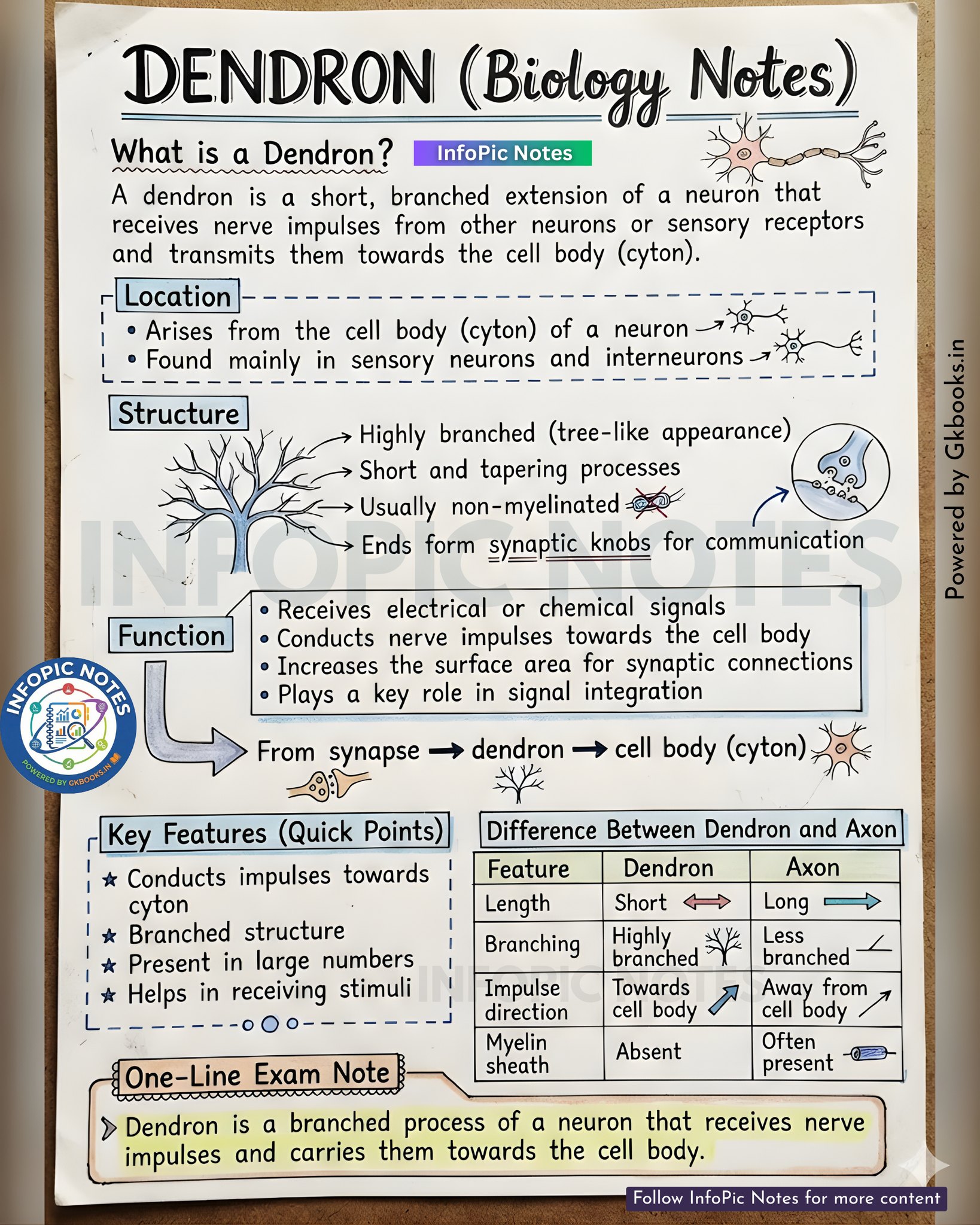 InfoPic Notes - Dendron in Biology Explained: Structure,... | Facebook