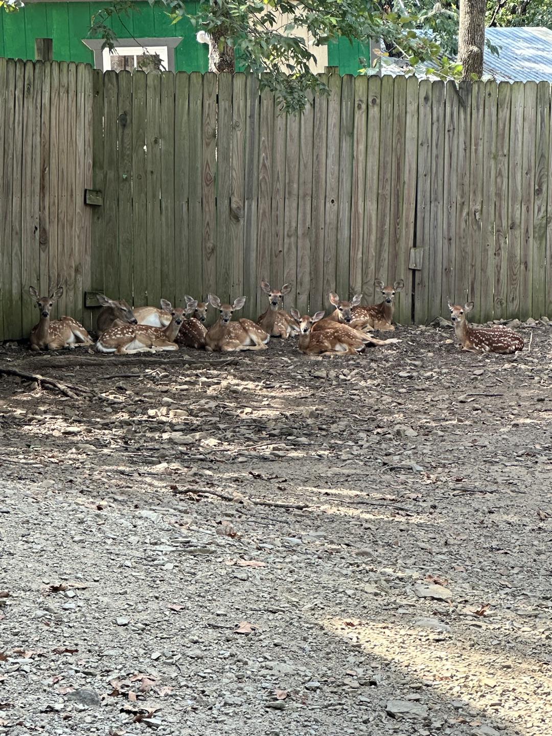 Wild - Katie captured our fawns resting and enjoying the cooler weather ...