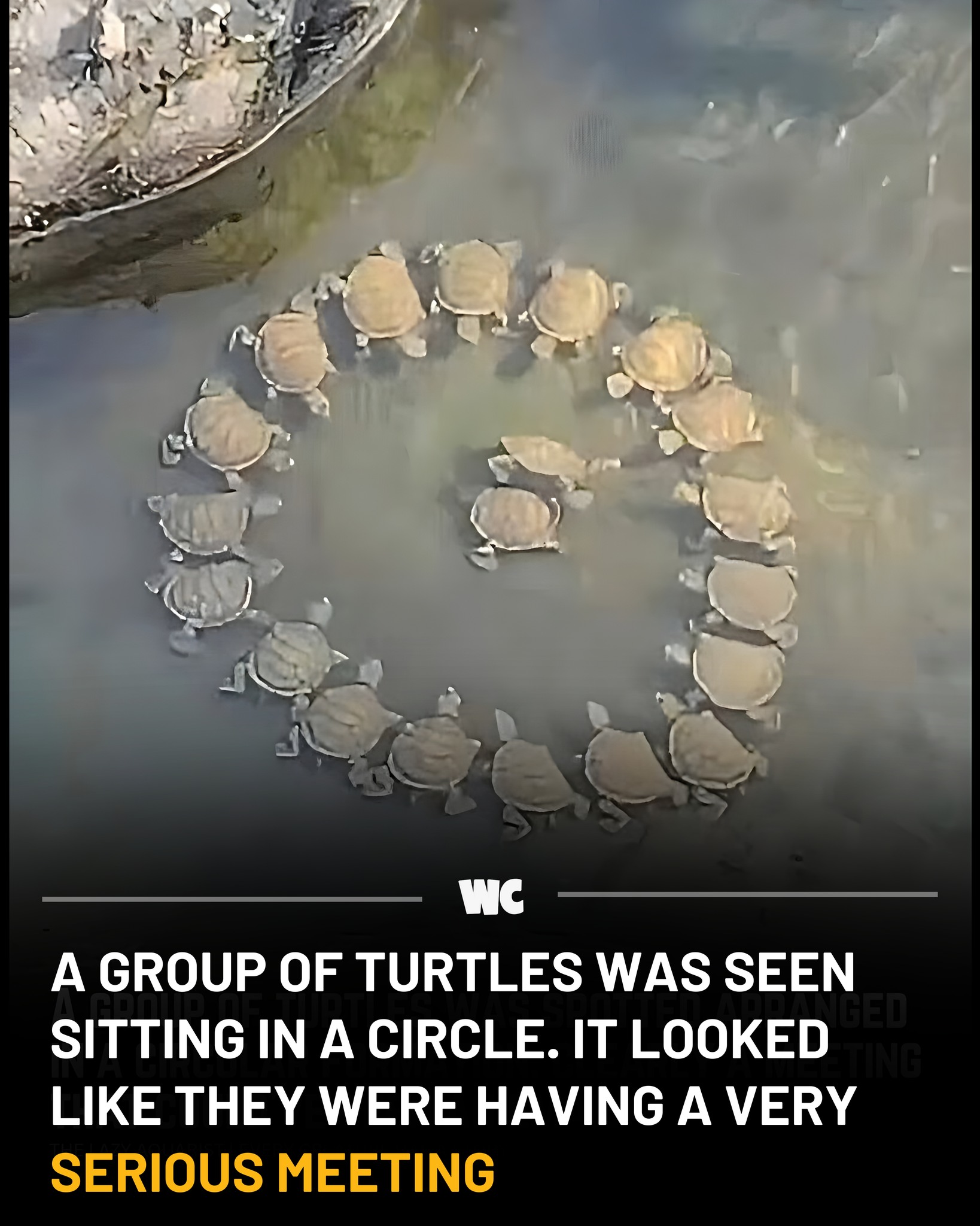 Watercooler - A group of turtles sitting in a circle went viral as the ...