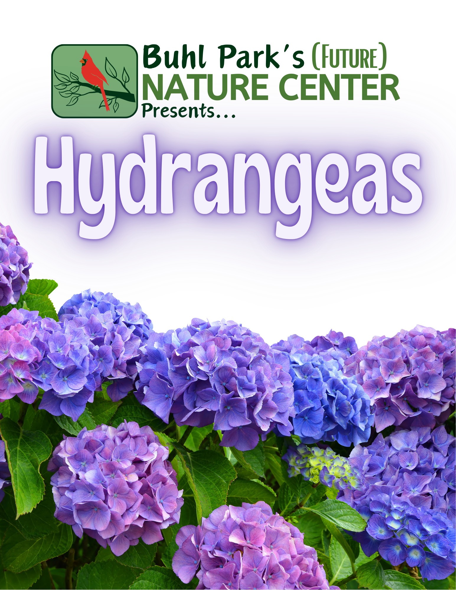 Buhl Park - All About Hydrangeas Love hydrangeas? Learn... | Facebook