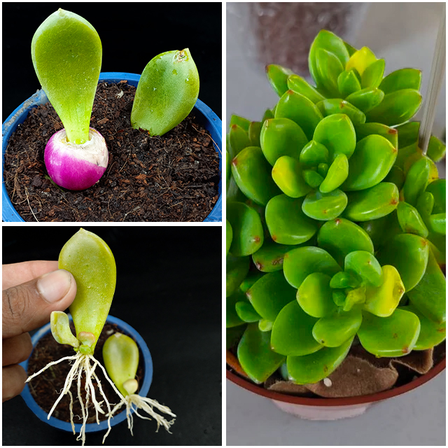 Rana Craft - How to Propagate Succulents Fast n Easy | Grow succulents ...