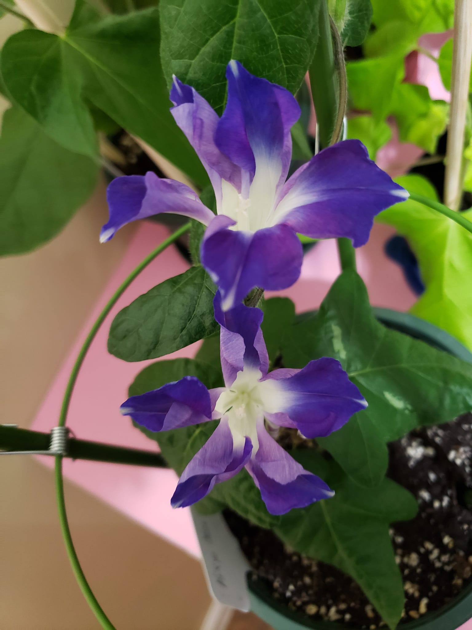 Kikyo okina sora morning glory flower types