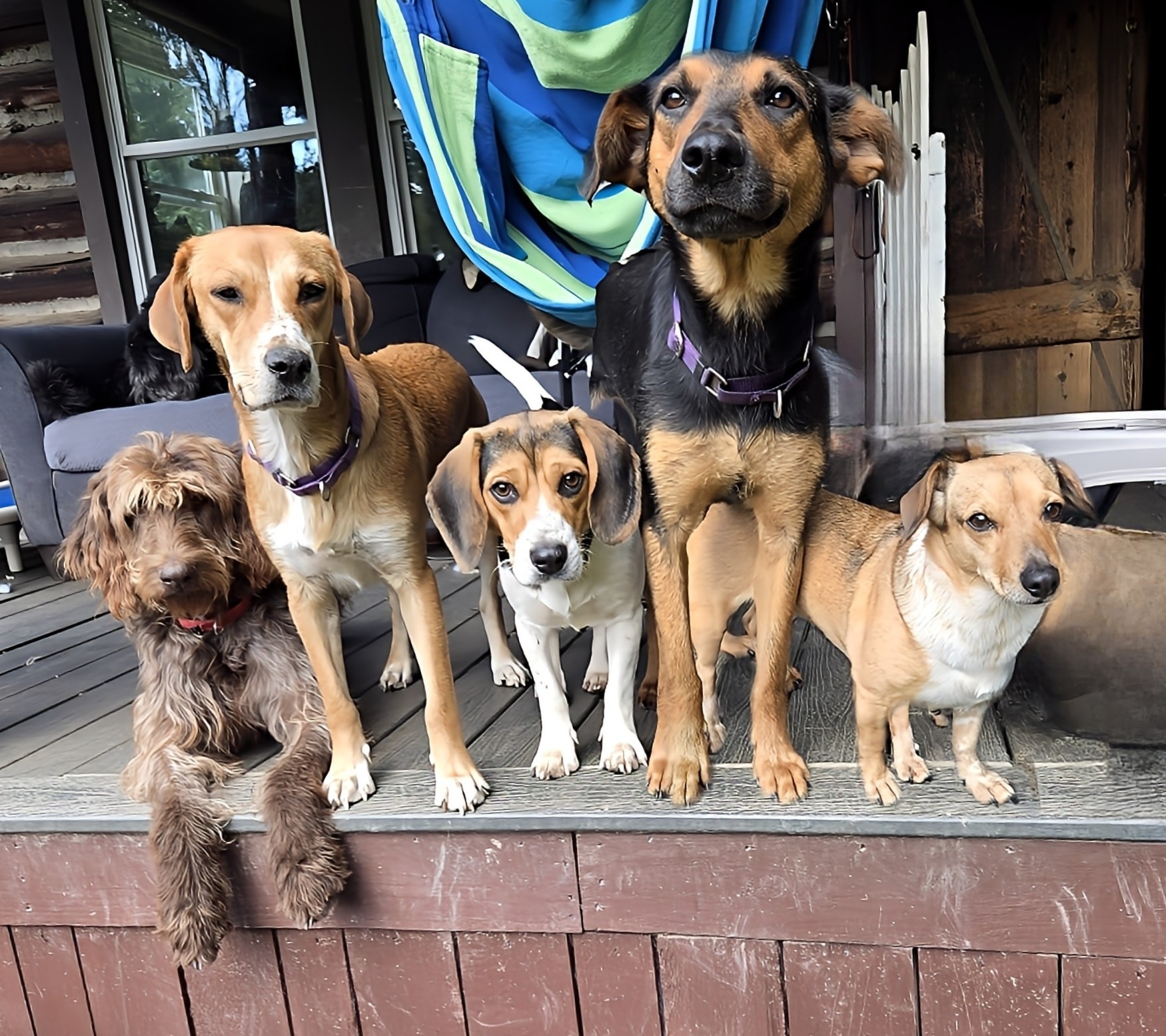 Rescue - Ready kids? Luke/Marley/Remington/Sophia/Penny/FriendshipNY ...