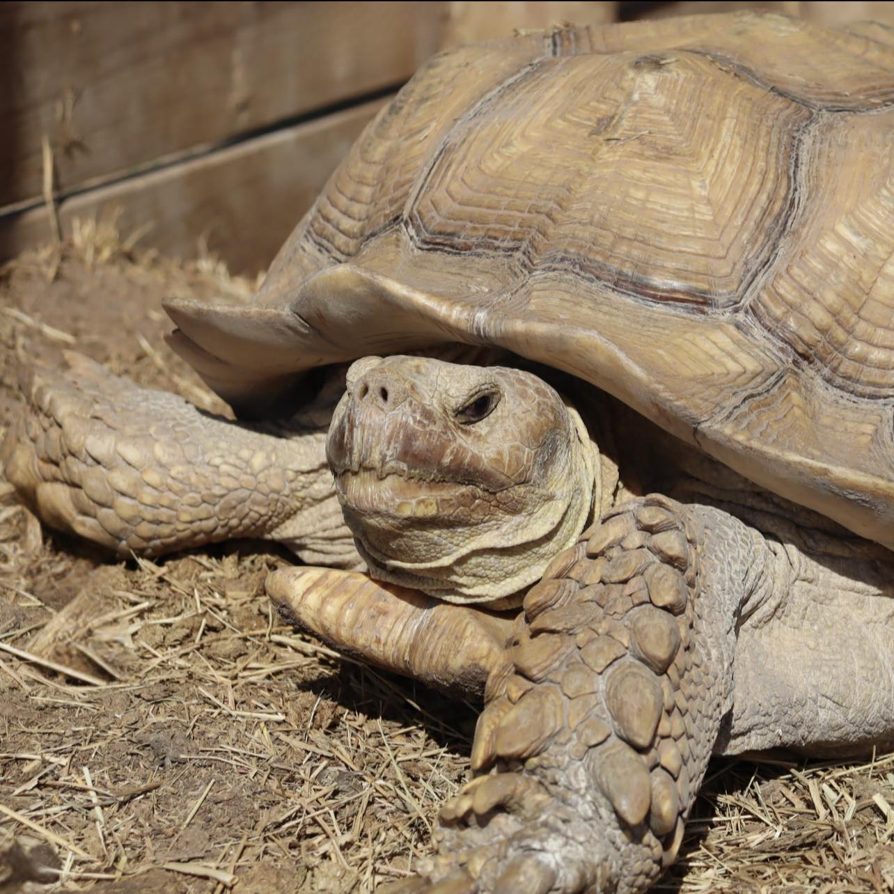 Fragile - Our Sulcata tortoises are true safari giants🐢 Built like ...