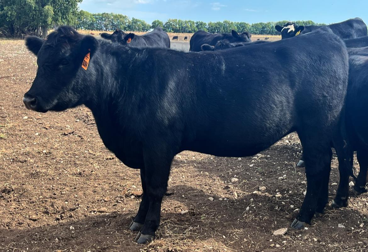 Graff Ranch | Neodesha KS