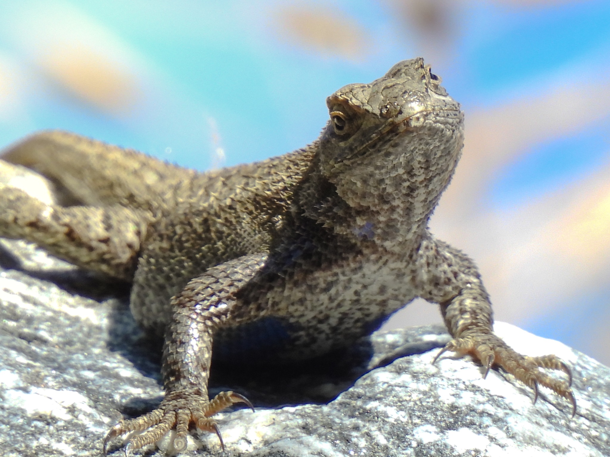 This western fence lizard paused... - Wind Wolves Preserve | Facebook