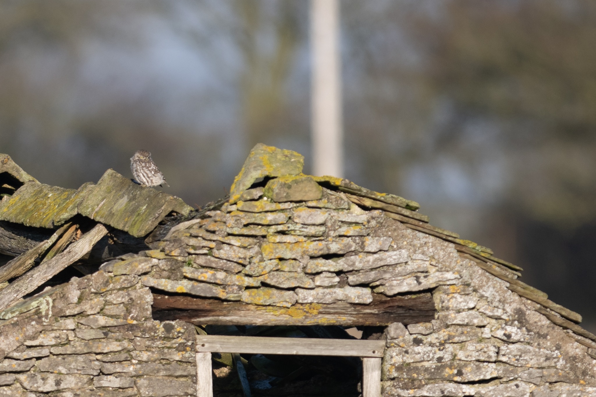 Villager Jim - Ollie would like to apologise for the state...