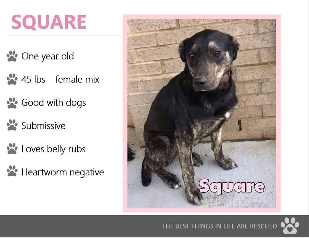 Rescued Rascals - 🐾☘️FOSTER HOMES NEEDED☘️🐾 These dogs... | Facebook