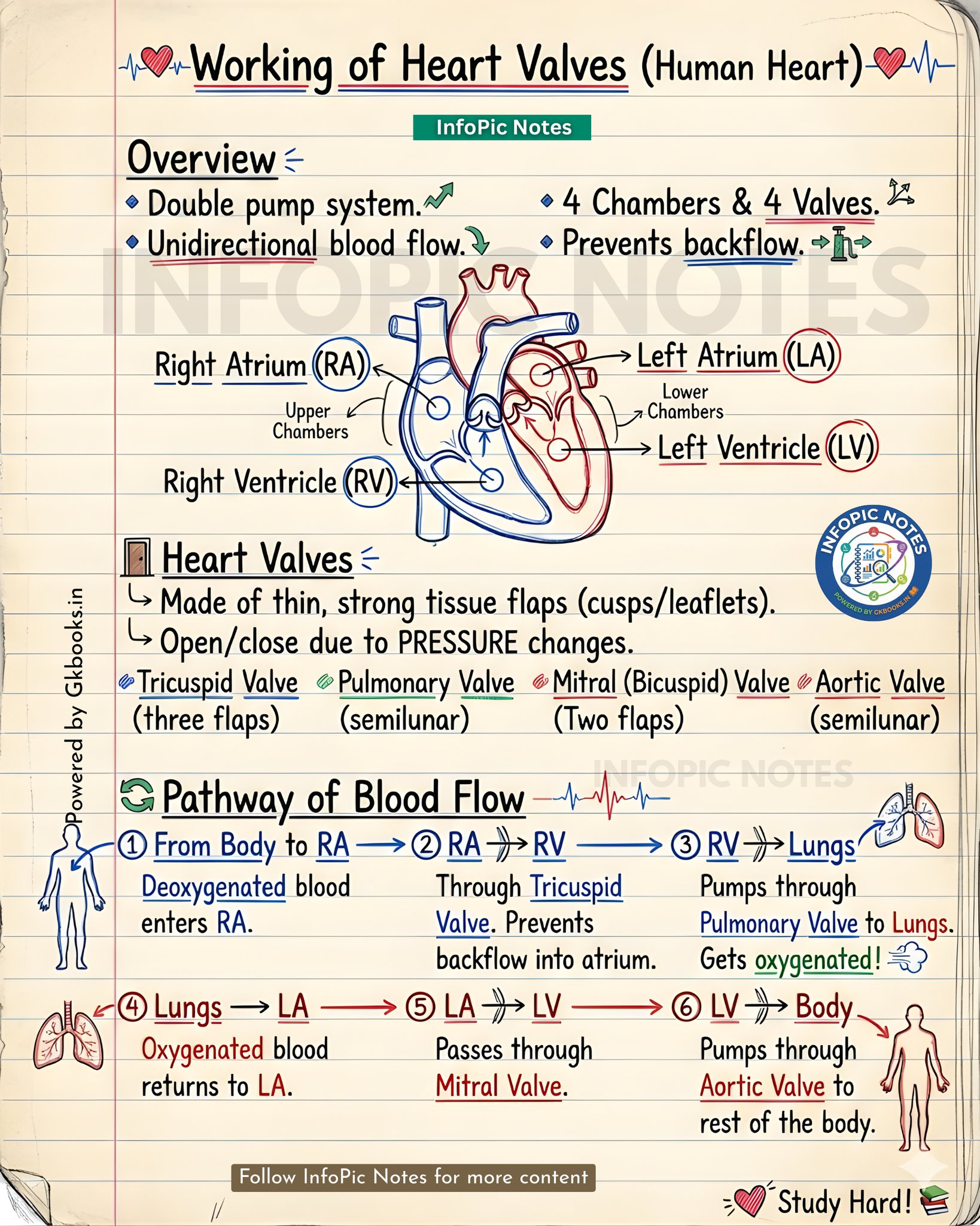 InfoPic Notes - How Heart Valves Work | Blood Flow... | Facebook