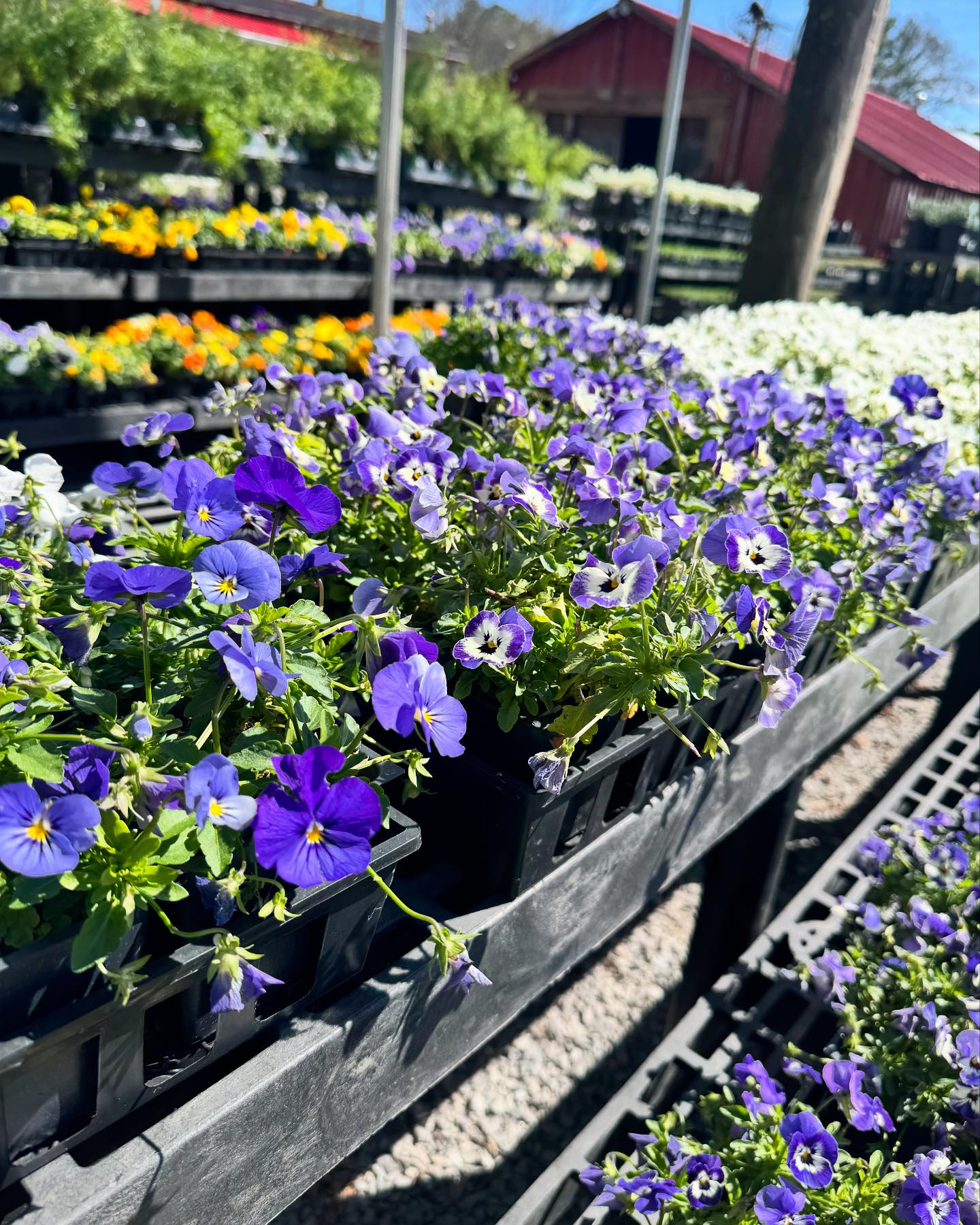 Hewitt Garden and Design Center | Franklin TN