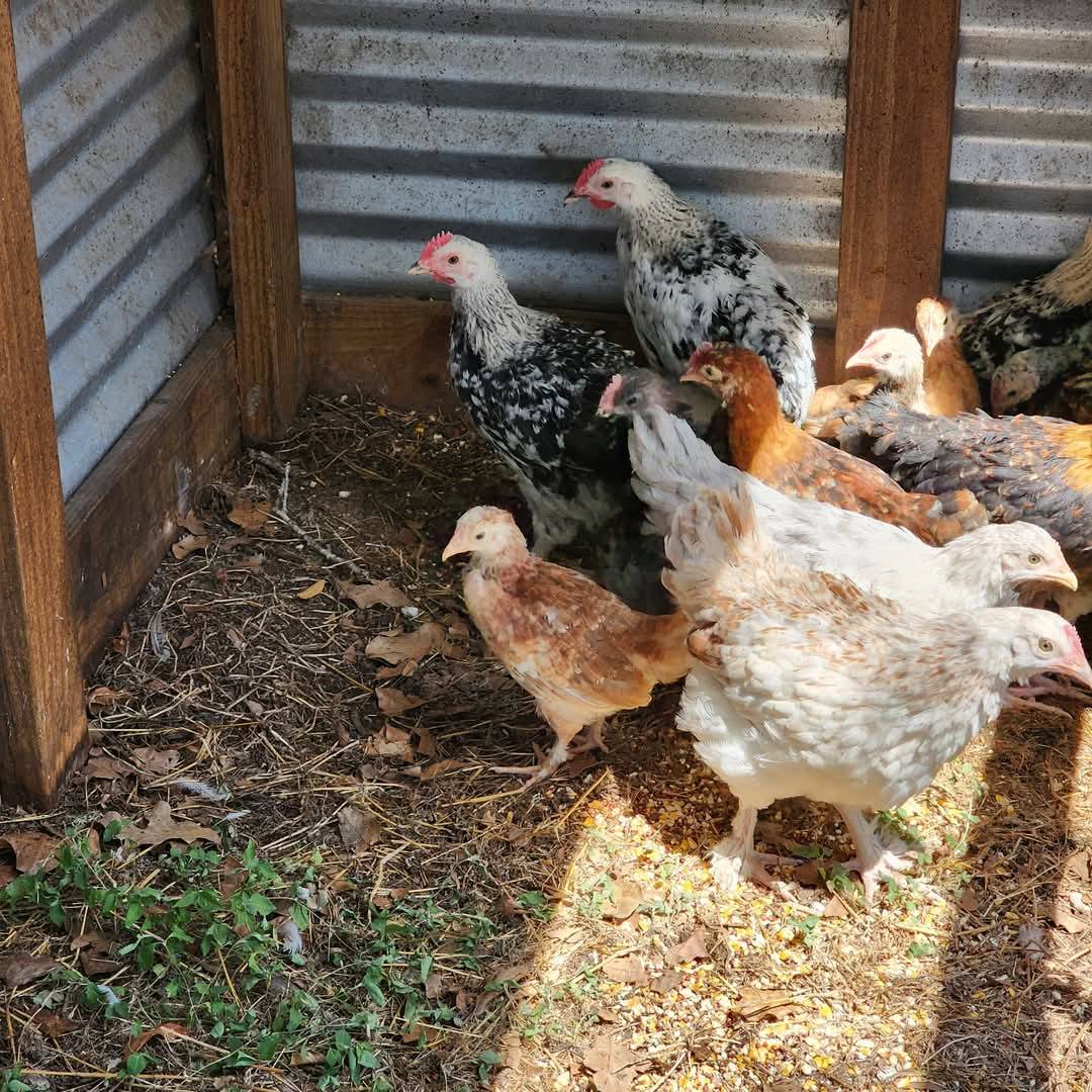 The Jackson Ranch in the Heart of San Antonio | San Antonio TX