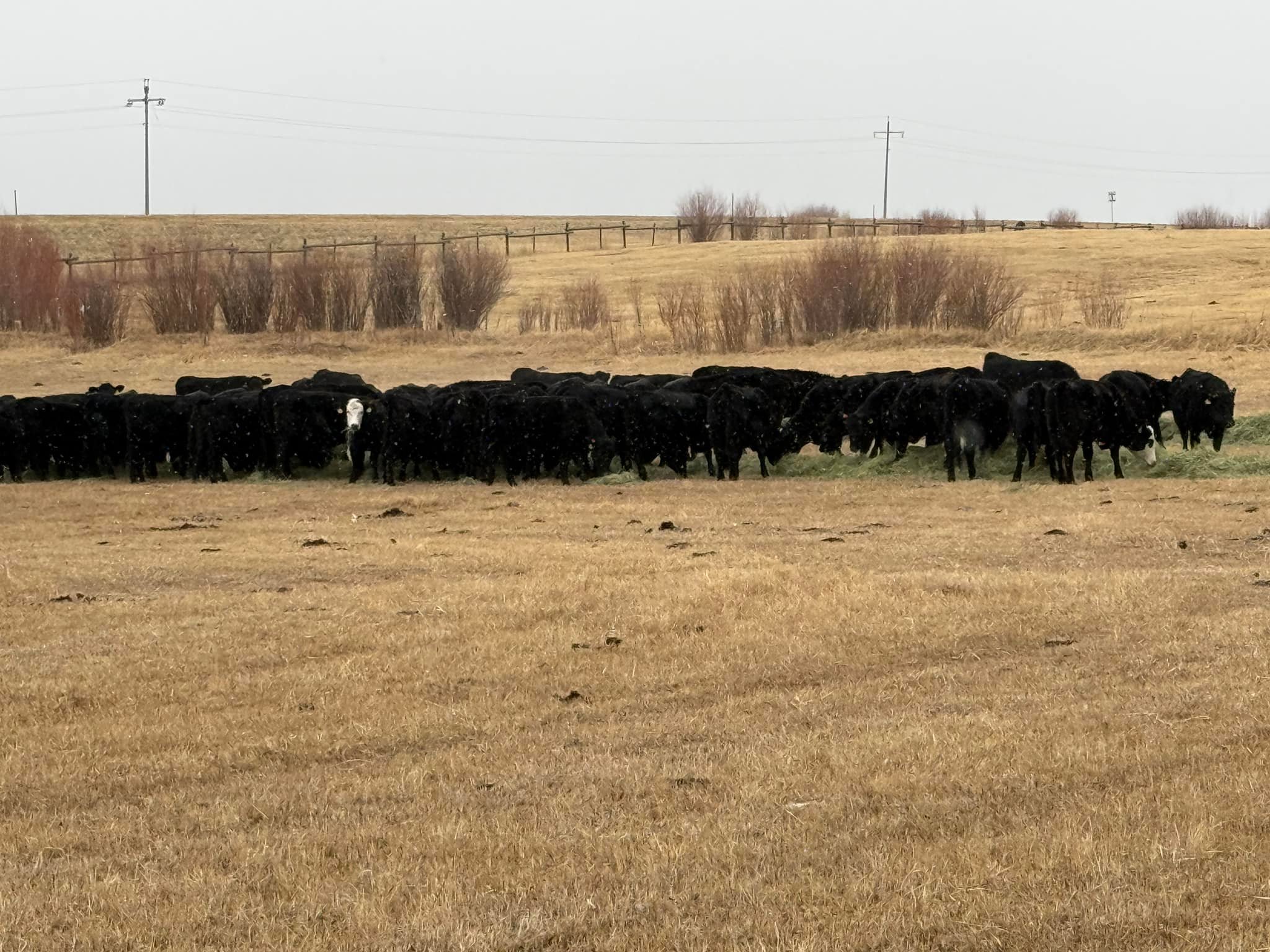 Condict and Sons Cattle Company