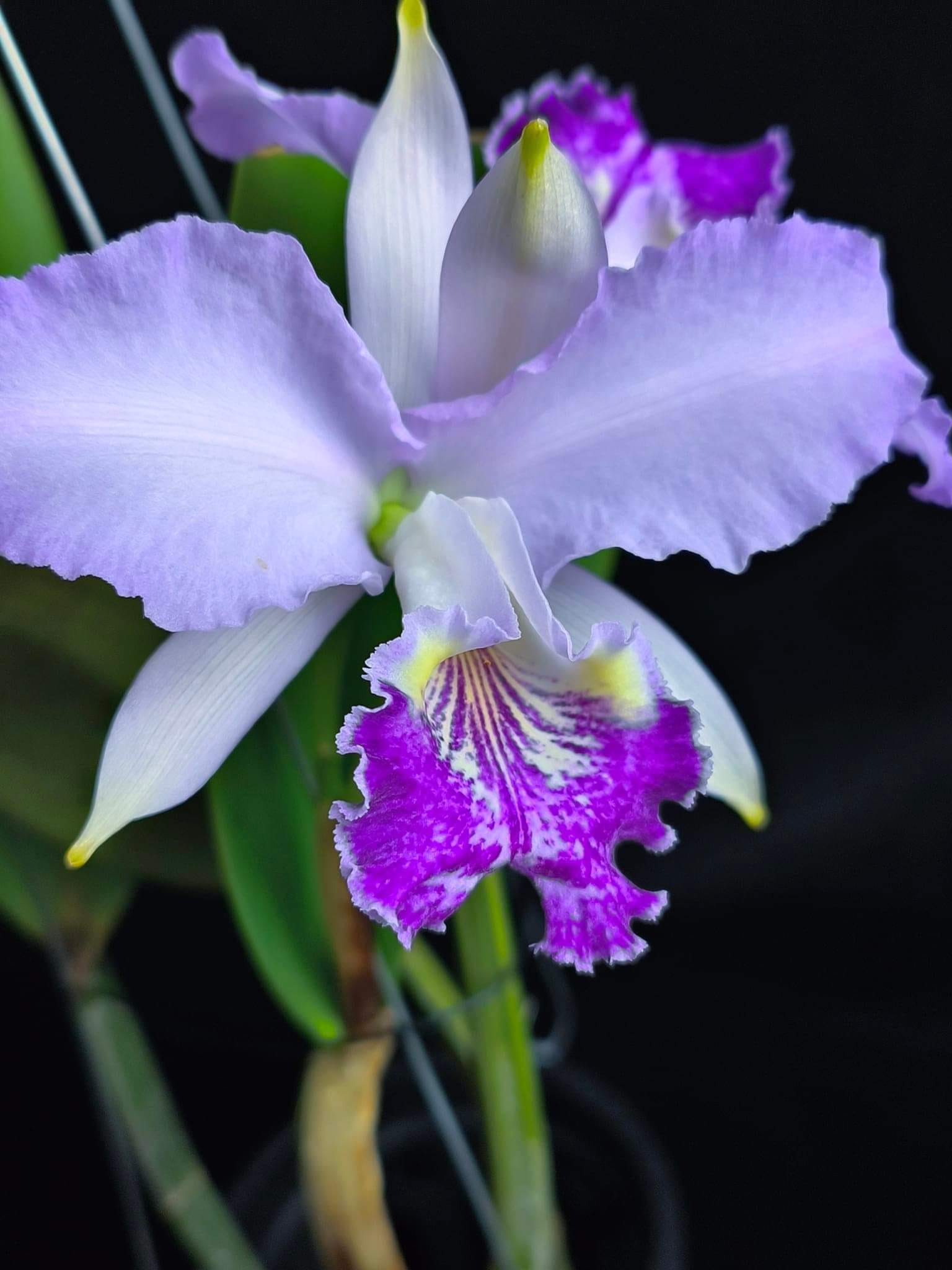 Phal.lueddemanniana fma. coerulea 'Hsia 470'