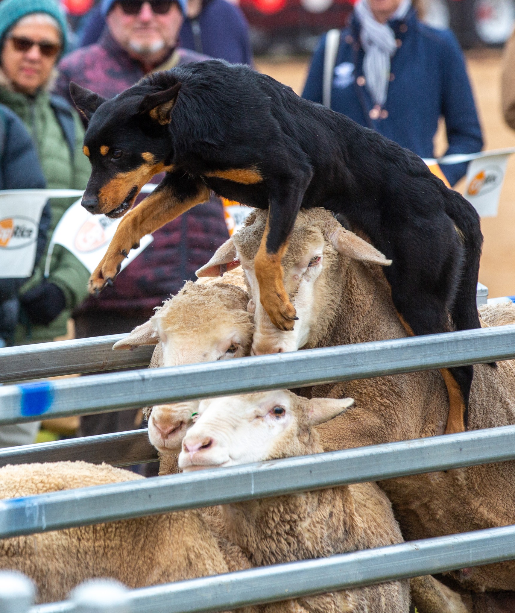 Australian - 🐾🎺 Who let the dogs out? WE DID – and they’re rounding up ...