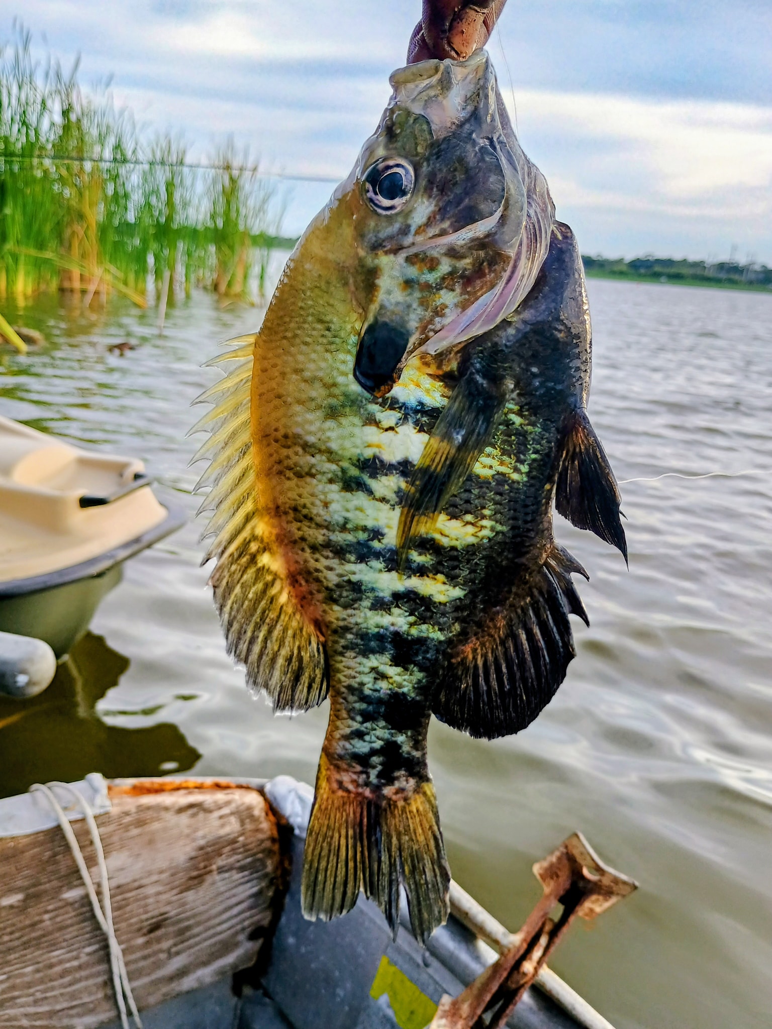 Bluegill & ShellCracker fishin fools | Facebook
