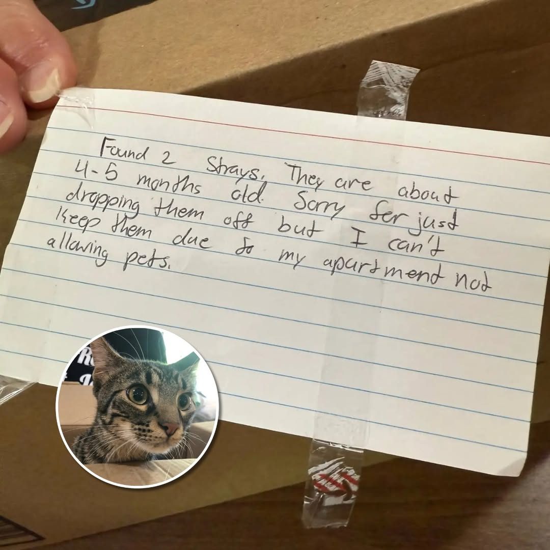 The Dodo - Handwritten note on a taped up box led rescuers... | Facebook