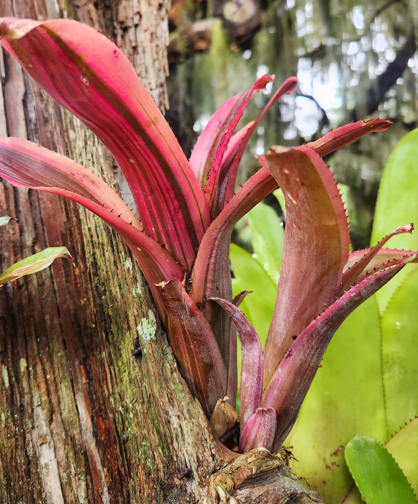 観葉植物 Billbergia Coconut Ice