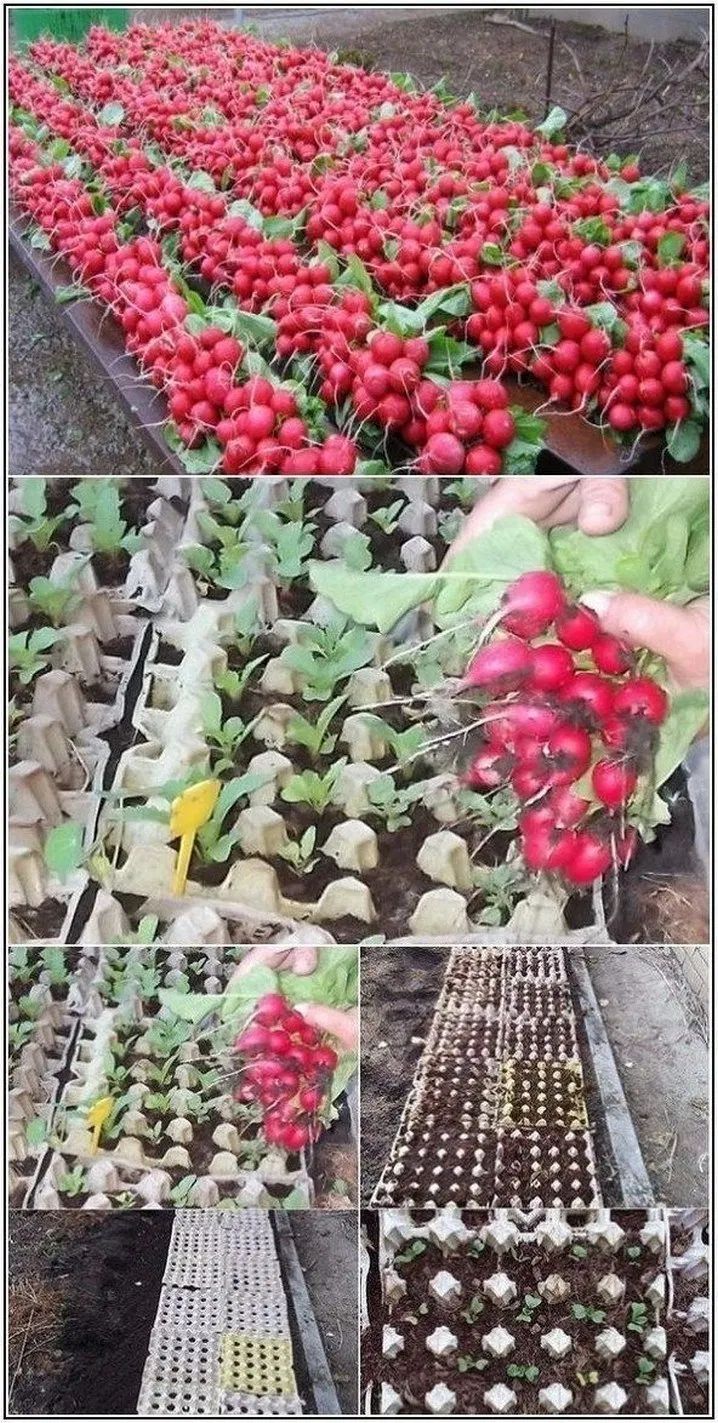 Tip - 🌱 How to Grow Radishes Easily! 🥕 (Yes, they grow super fast! 🚀 ...